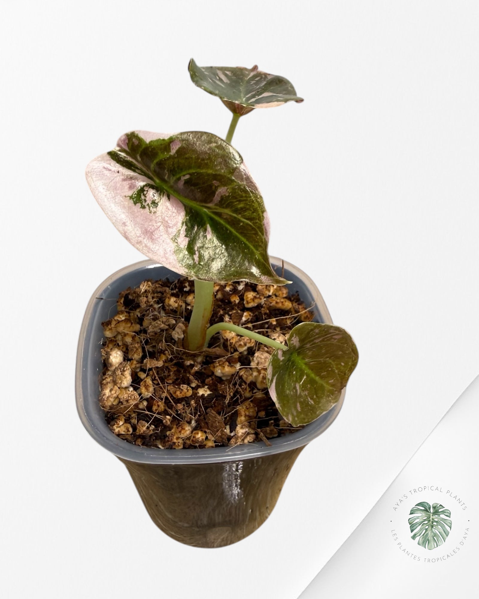 Alocasia Cuprea Albo Pink Variegated| Rare TC Plant | Aya's Tropical Plants