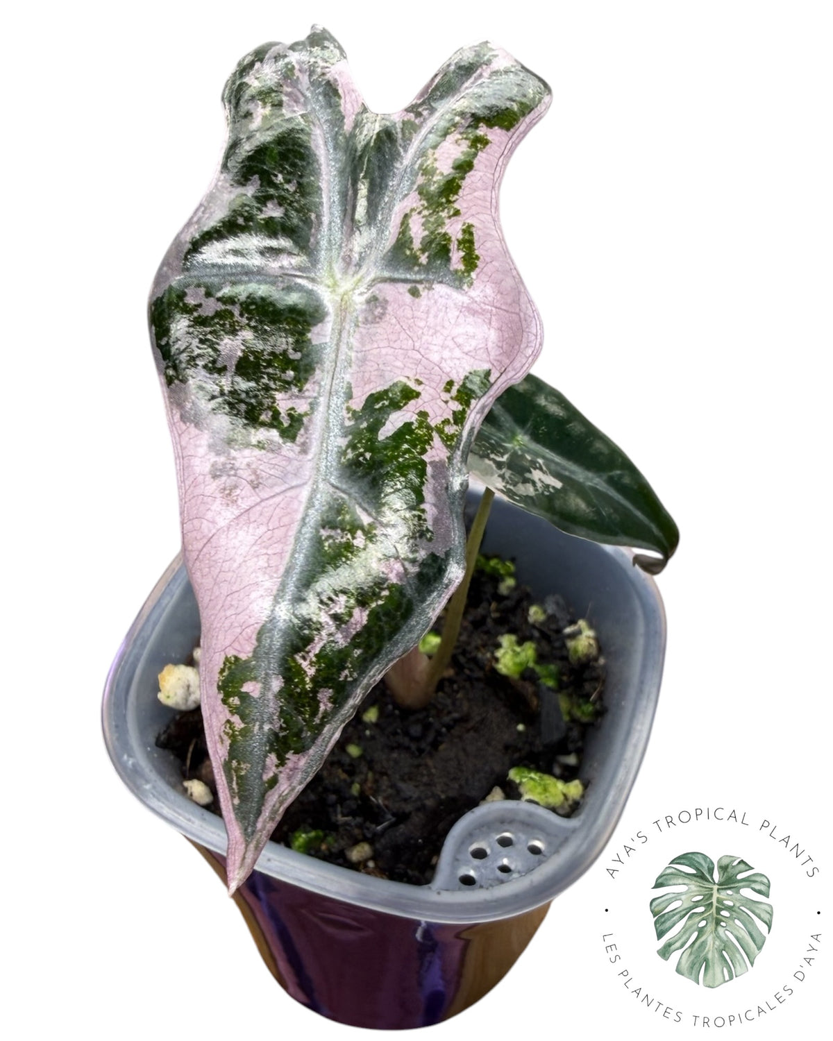 Alocasia Nobilis Pink Variegated
