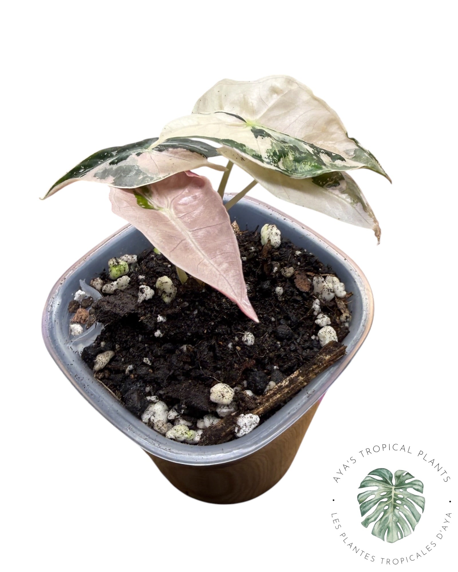Alocasia Nobilis Panaché Rose