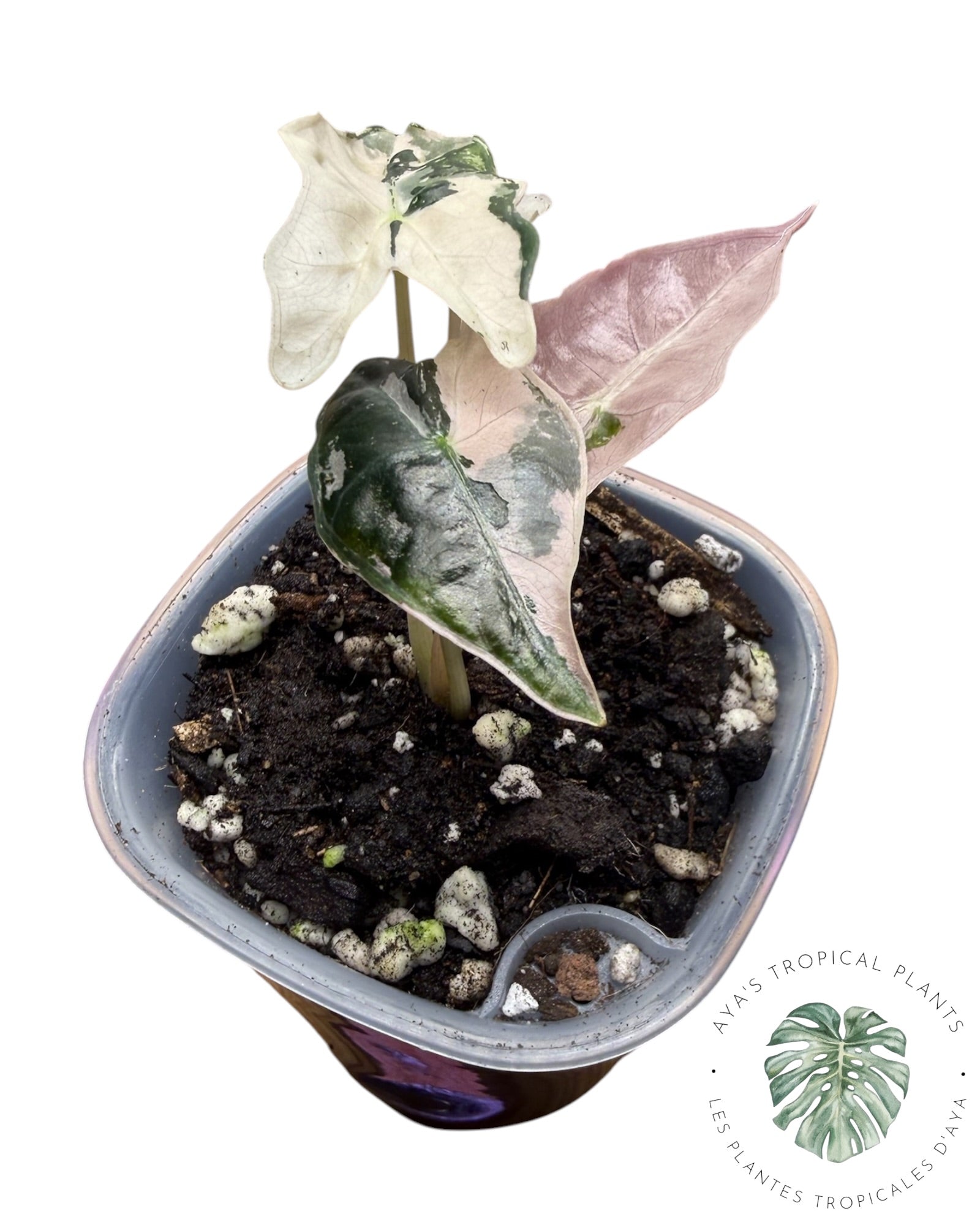 Alocasia Nobilis Panaché Rose