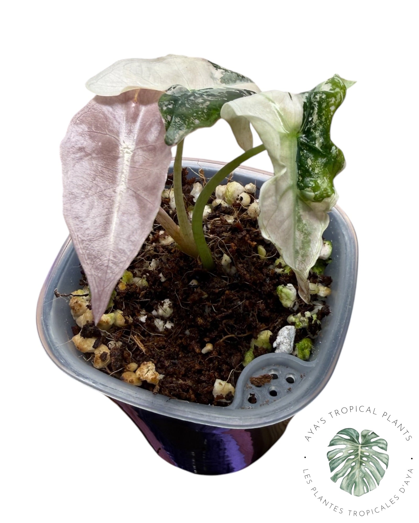Alocasia Nobilis Panaché Rose