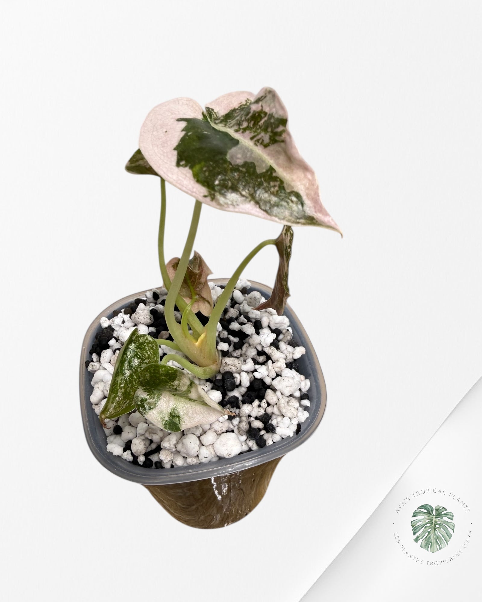 Alocasia Cuprea Albo rose panaché | Plante rare cultivée en culture tropicale | Plantes tropicales d'Aya