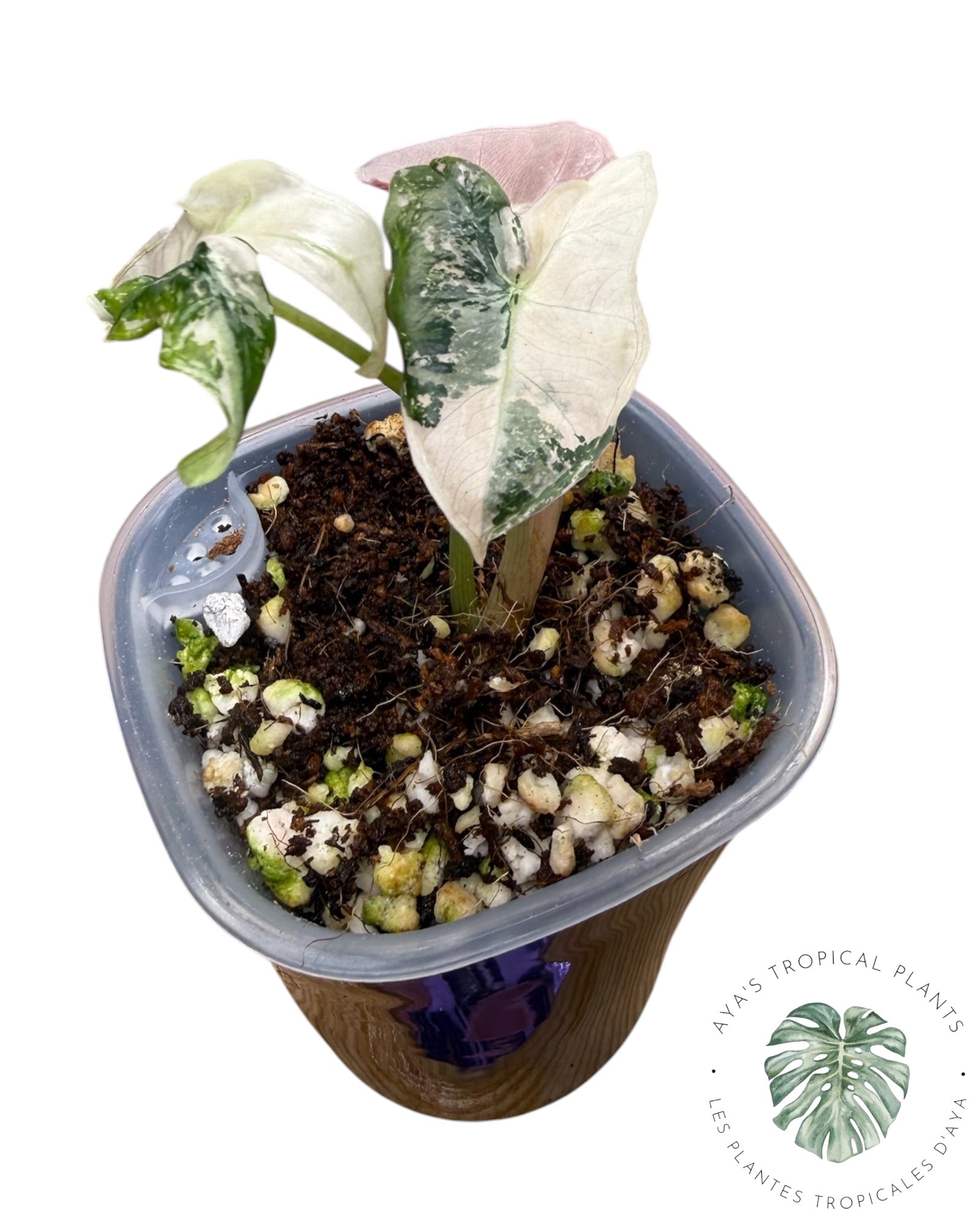 Alocasia Nobilis Panaché Rose