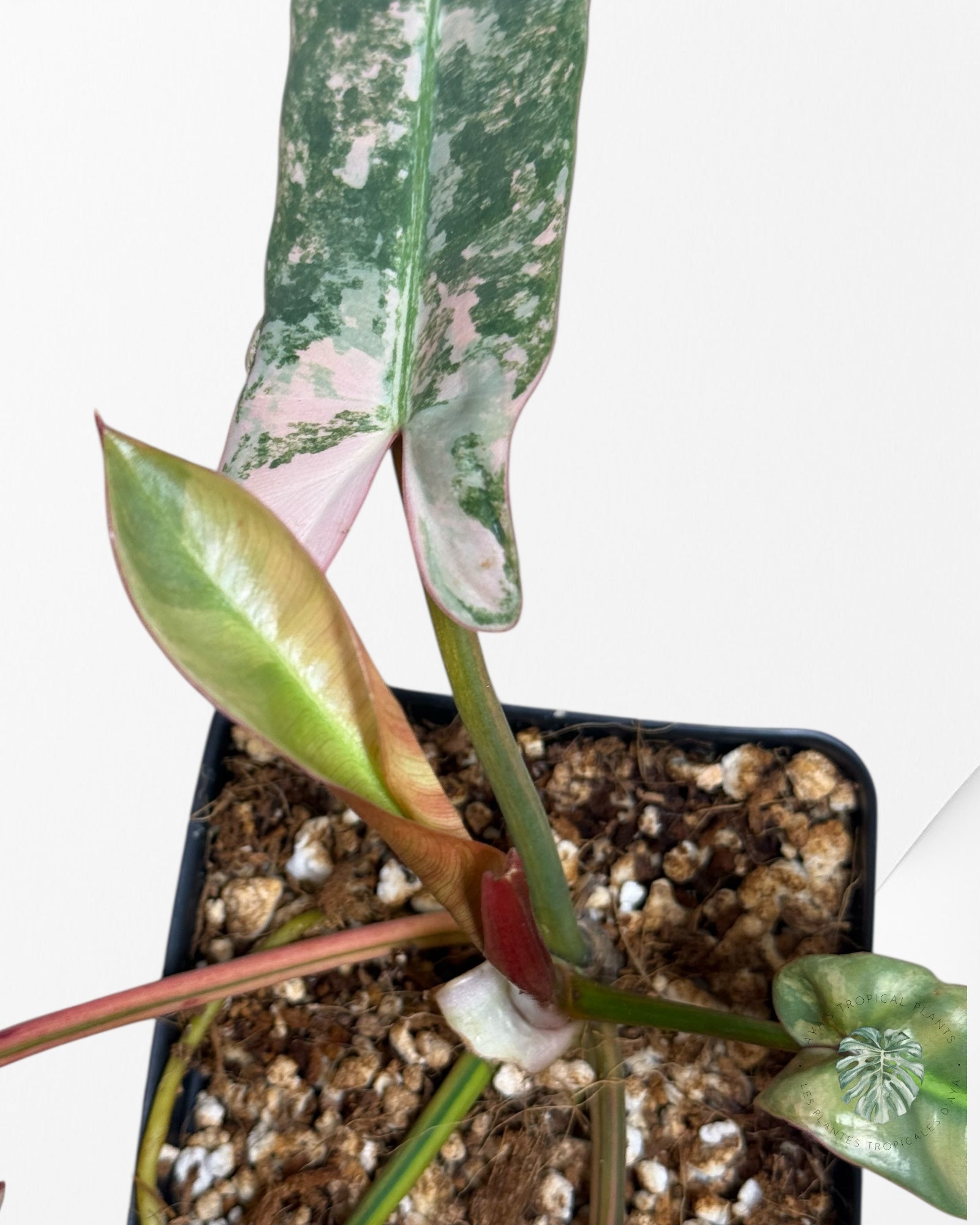 Philodendron Atabapoense Pink Variegated