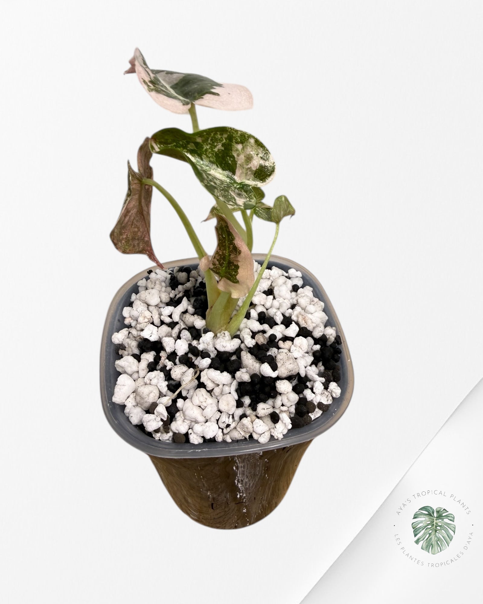 Alocasia Cuprea Albo rose panaché | Plante rare cultivée en culture tropicale | Plantes tropicales d'Aya