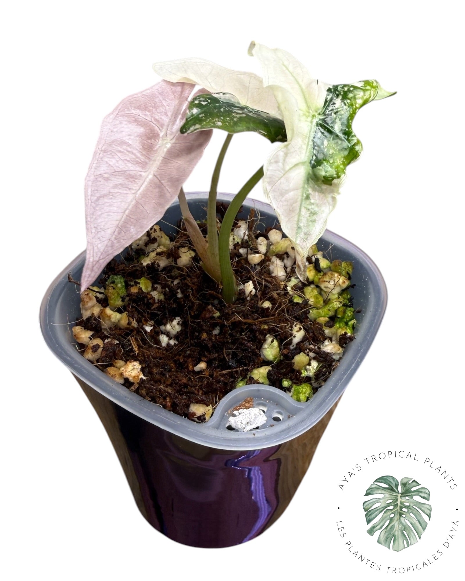 Alocasia Nobilis Panaché Rose