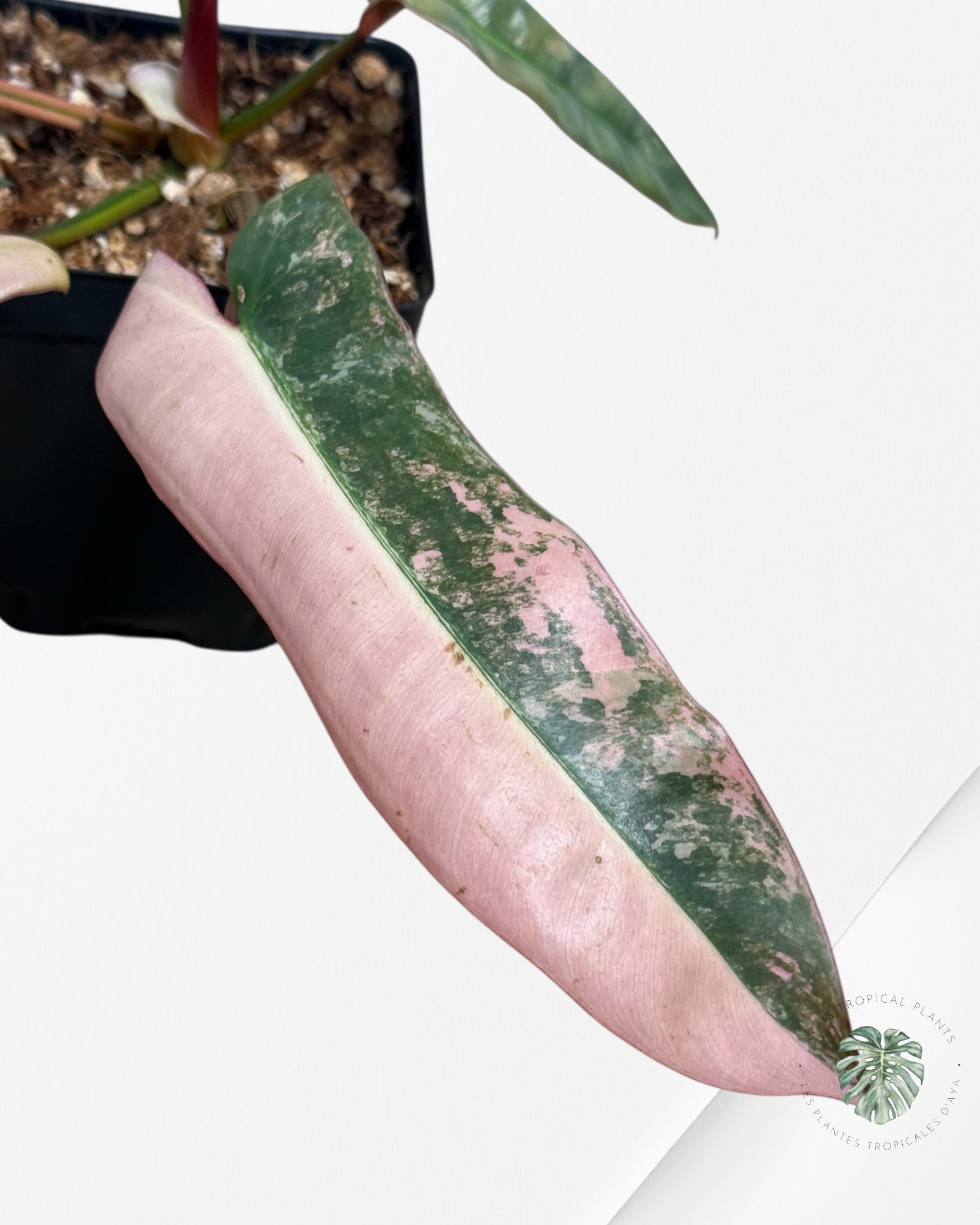 Philodendron Atabapoense Pink Variegated
