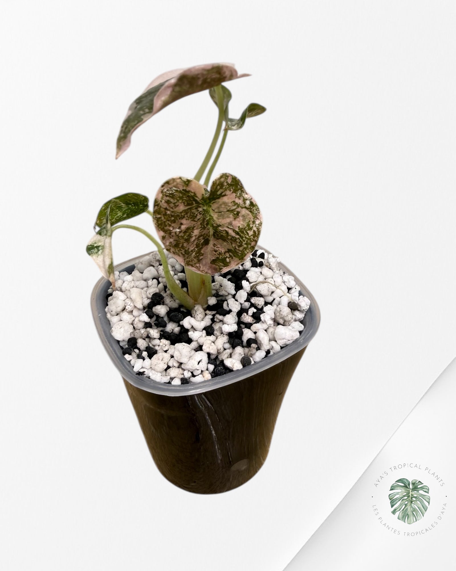 Alocasia Cuprea Albo Pink Variegated| Rare TC Plant | Aya's Tropical Plants