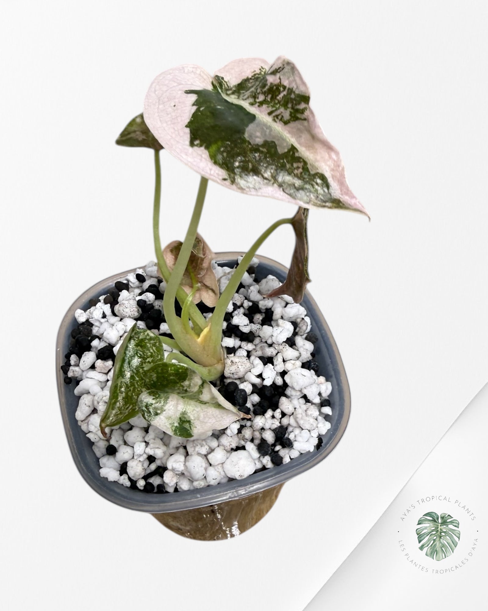 Alocasia Cuprea Albo Pink Variegated| Rare TC Plant | Aya's Tropical Plants