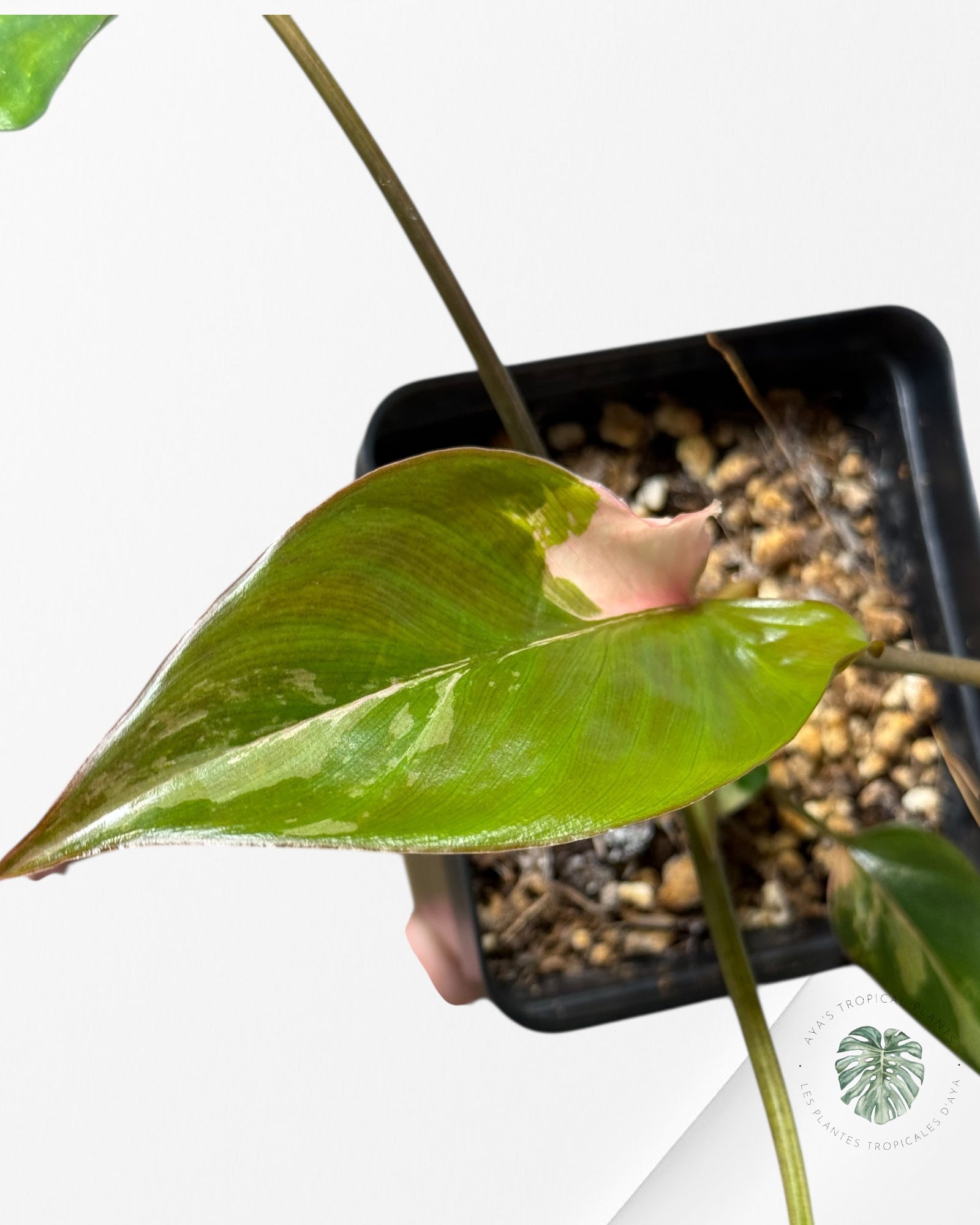 Homalomena Pink Diamond - V