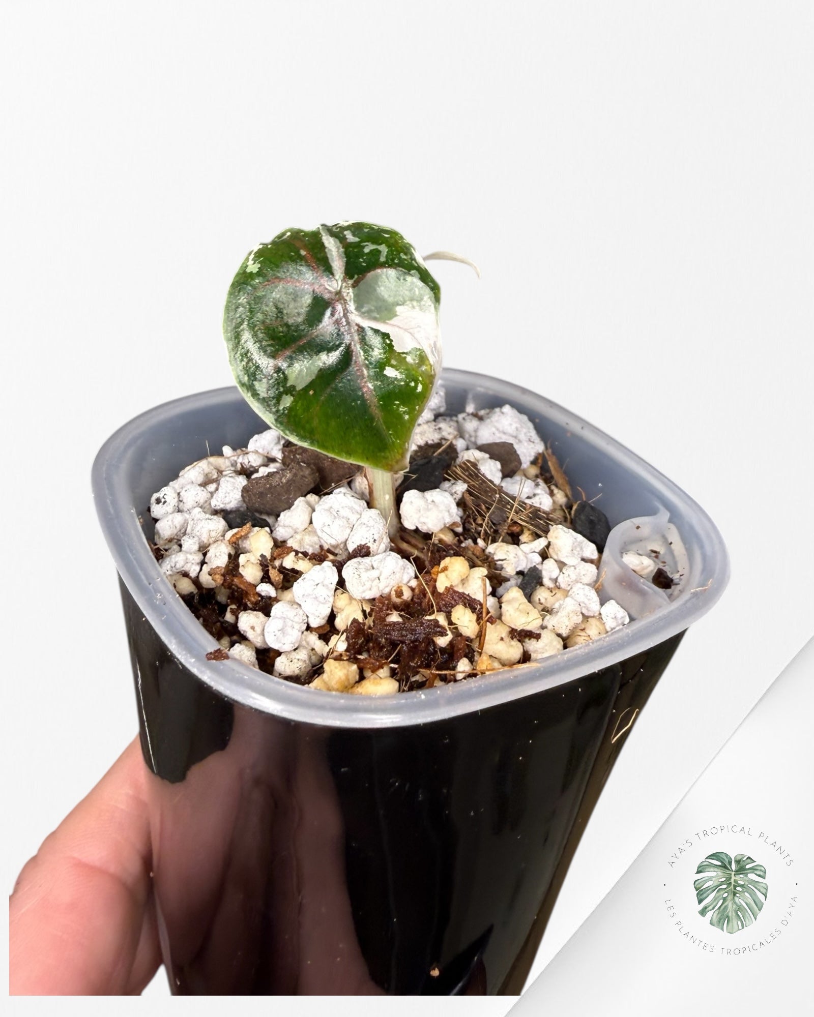 Alocasia Azlanii Variegated Pink| Rare TC Plant| Aya's Tropical Plants