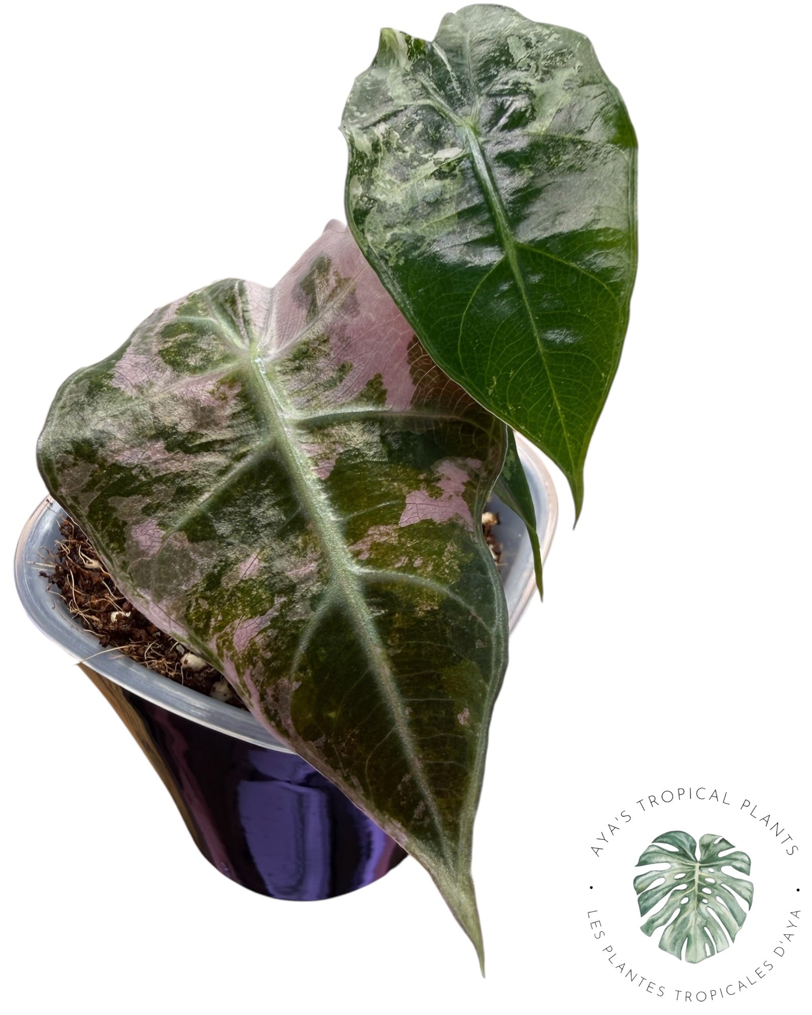 Alocasia Polly Pink Snowflake (Grade A)
