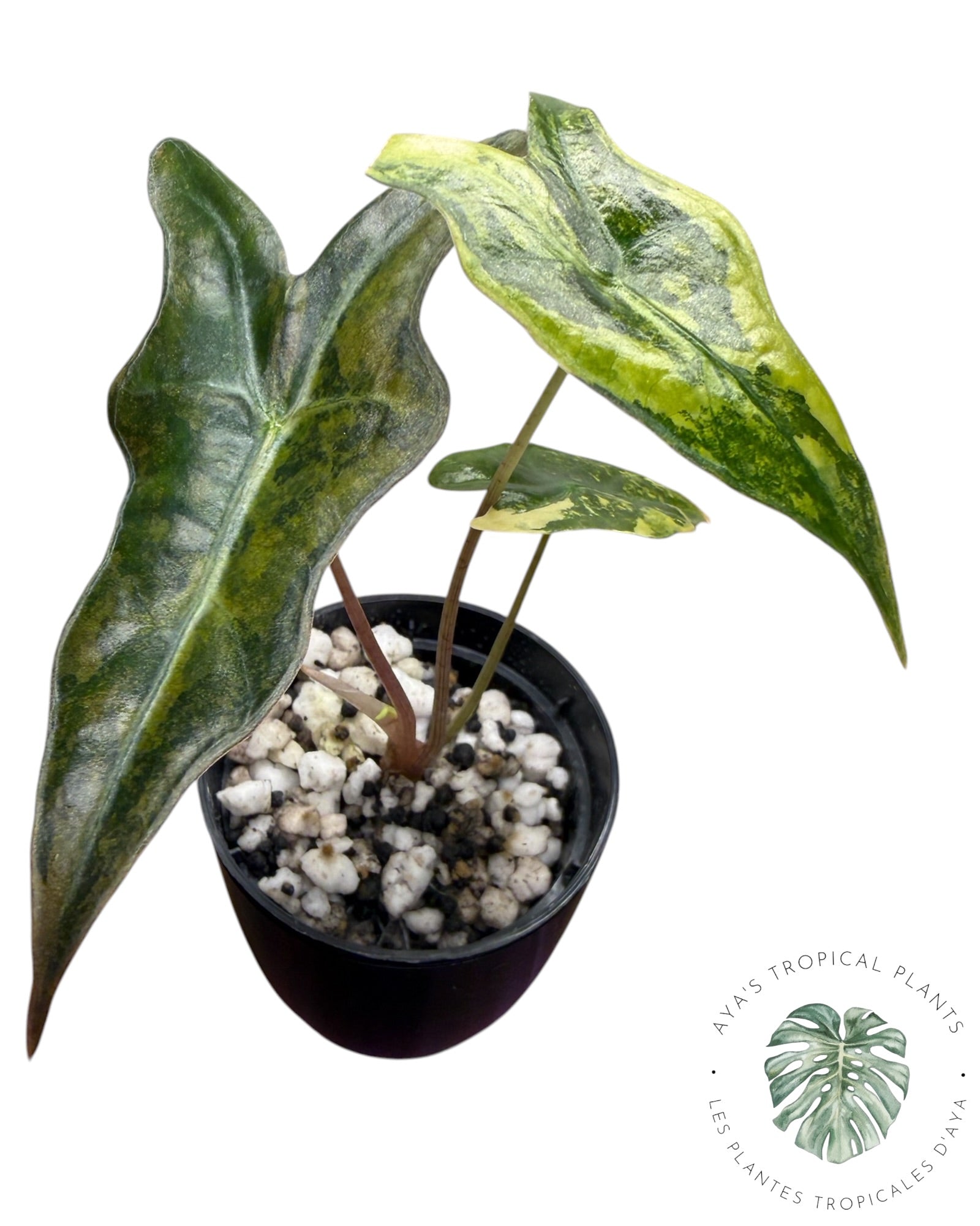 Alocasia Nobilis Aurea Variegated