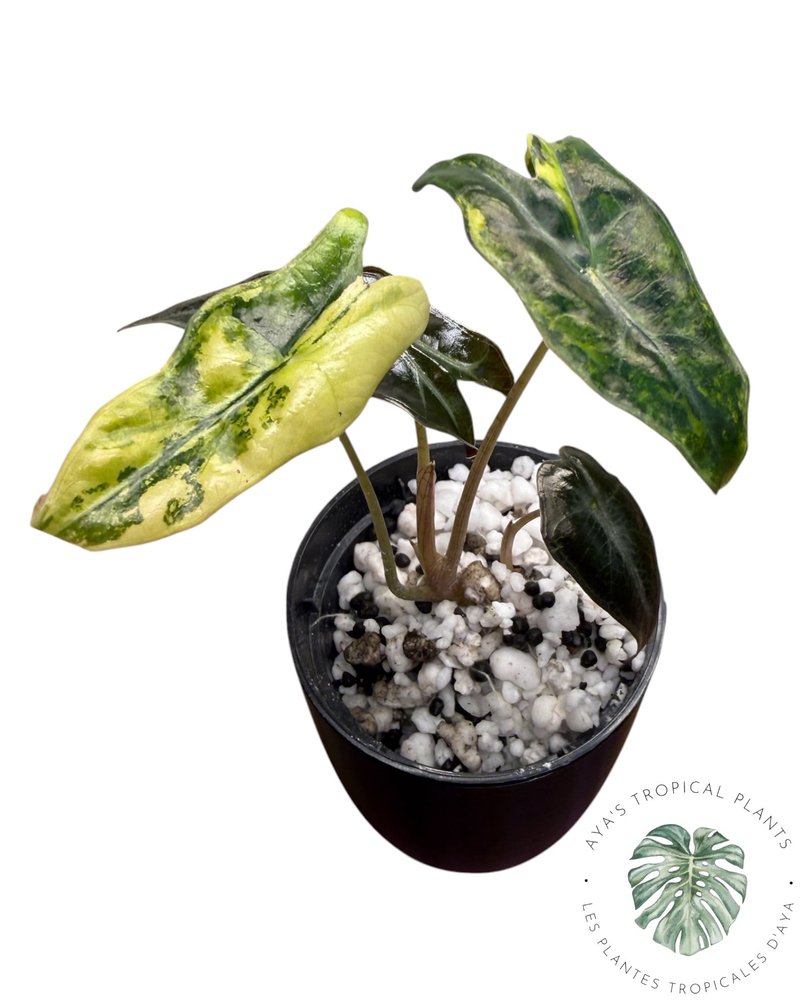 Alocasia Nobilis Aurea Variegated