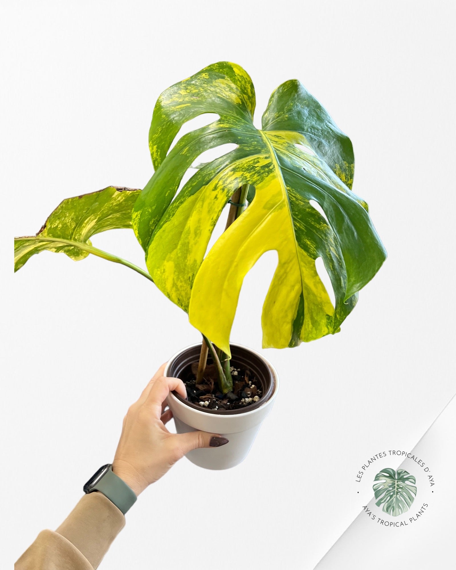 Monstera Deliciosa Yellow Marilyn -NA004