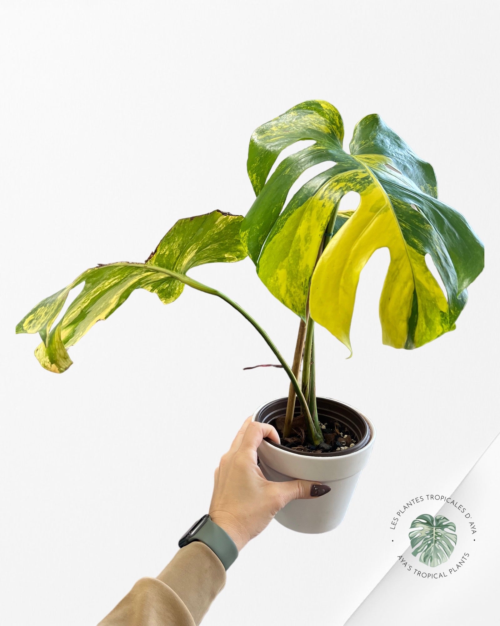 Monstera Deliciosa Yellow Marilyn -NA004