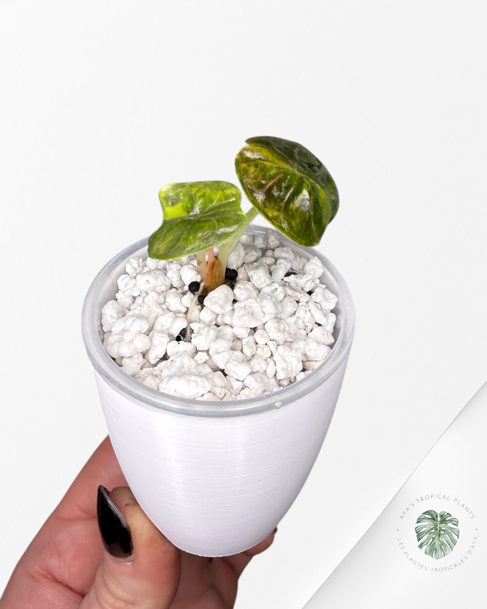 Alocasia Azlanii Aurea Variegated