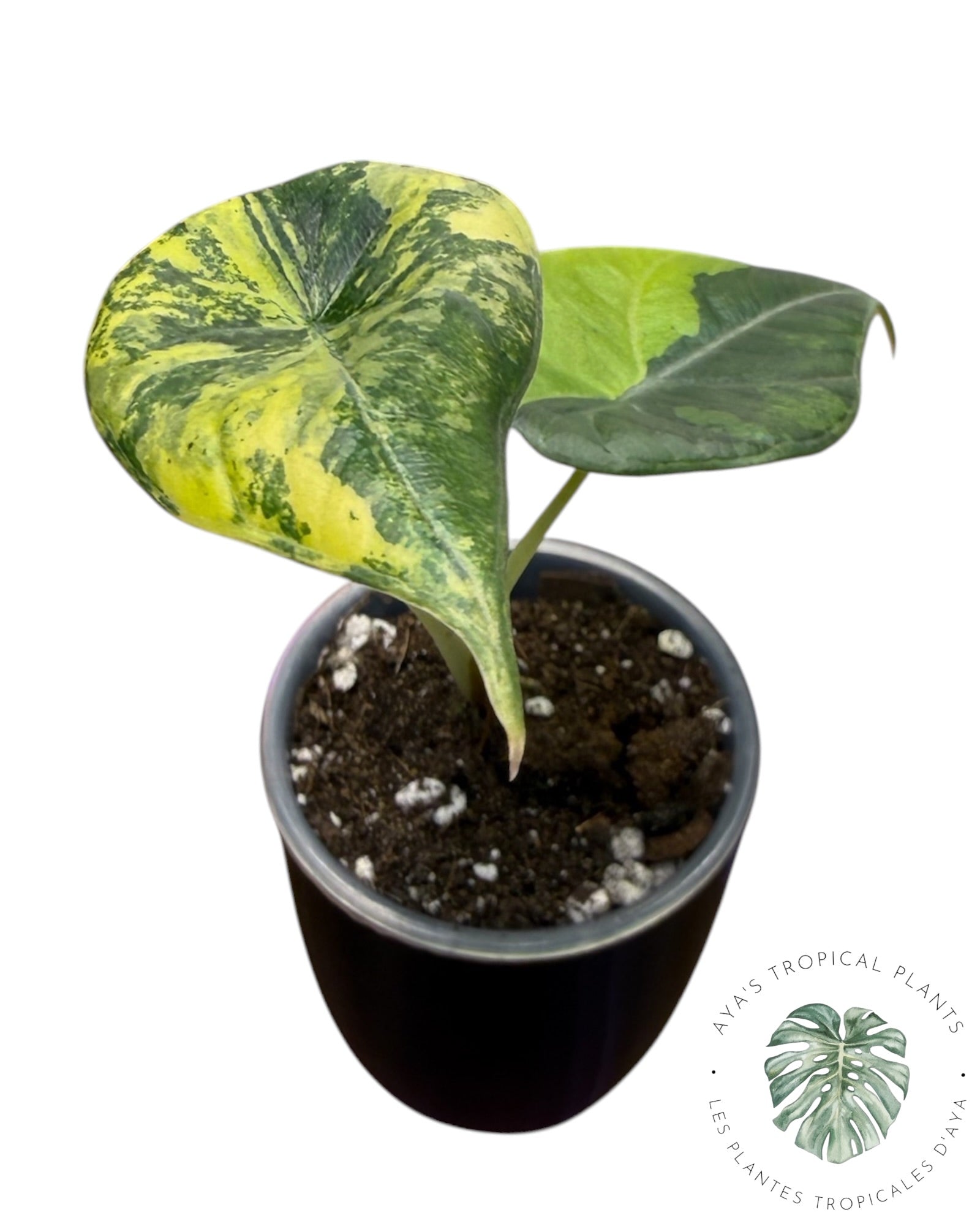 Alocasia Maharani Golden Lime
