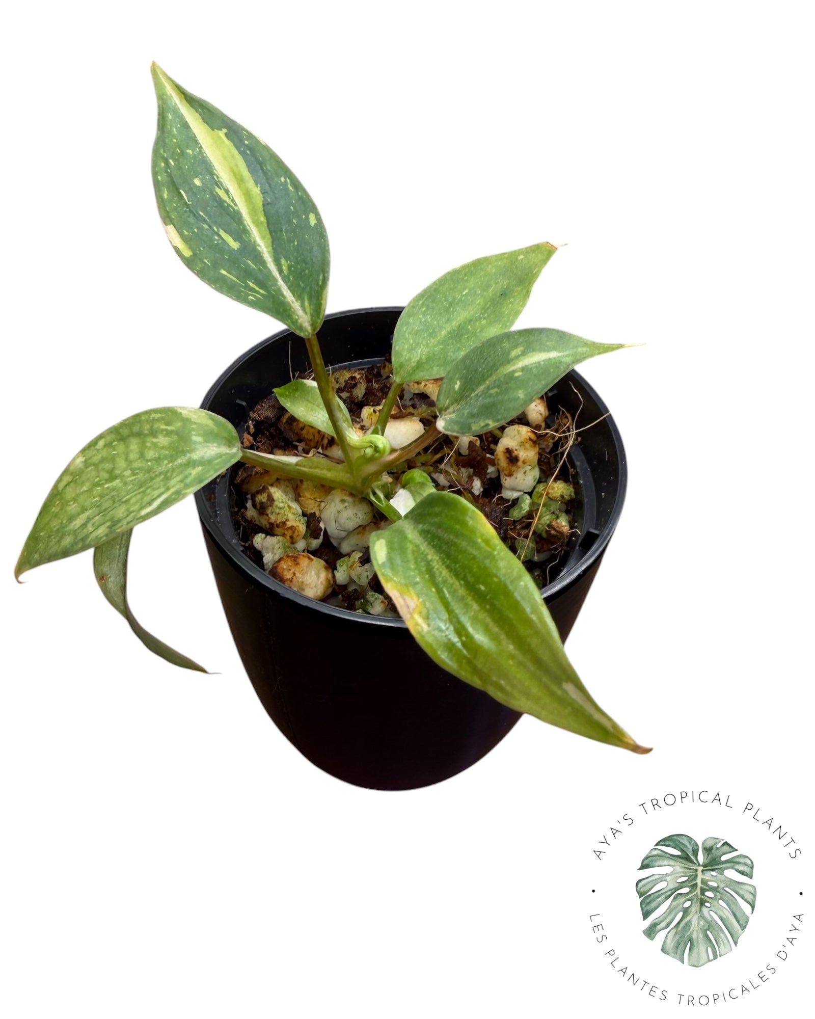 Philodendron Gloriosum Tricolore Panaché