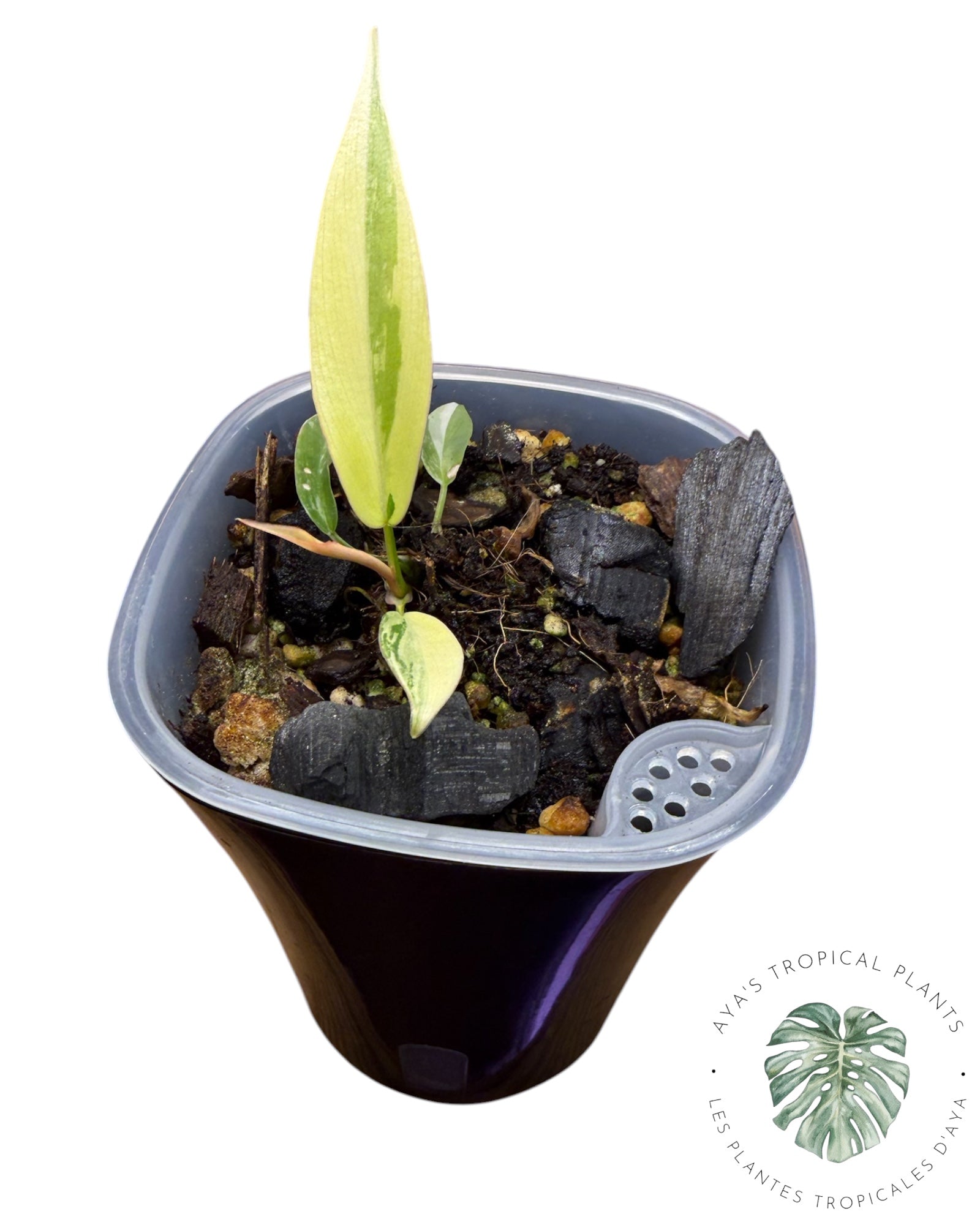 Philodendron Florida Beauty x Tortum