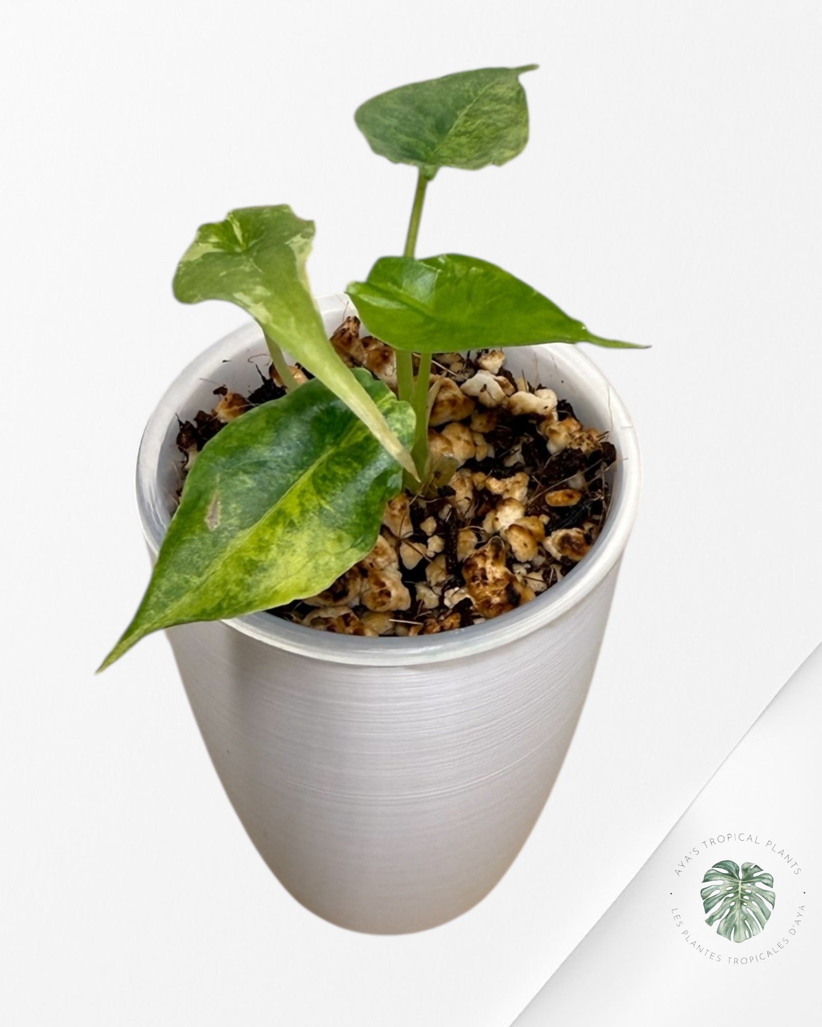 Alocasia heterophylla "Dragons Breath" Aurea variegated | Rare TC Plant| Aya's Tropical Plants