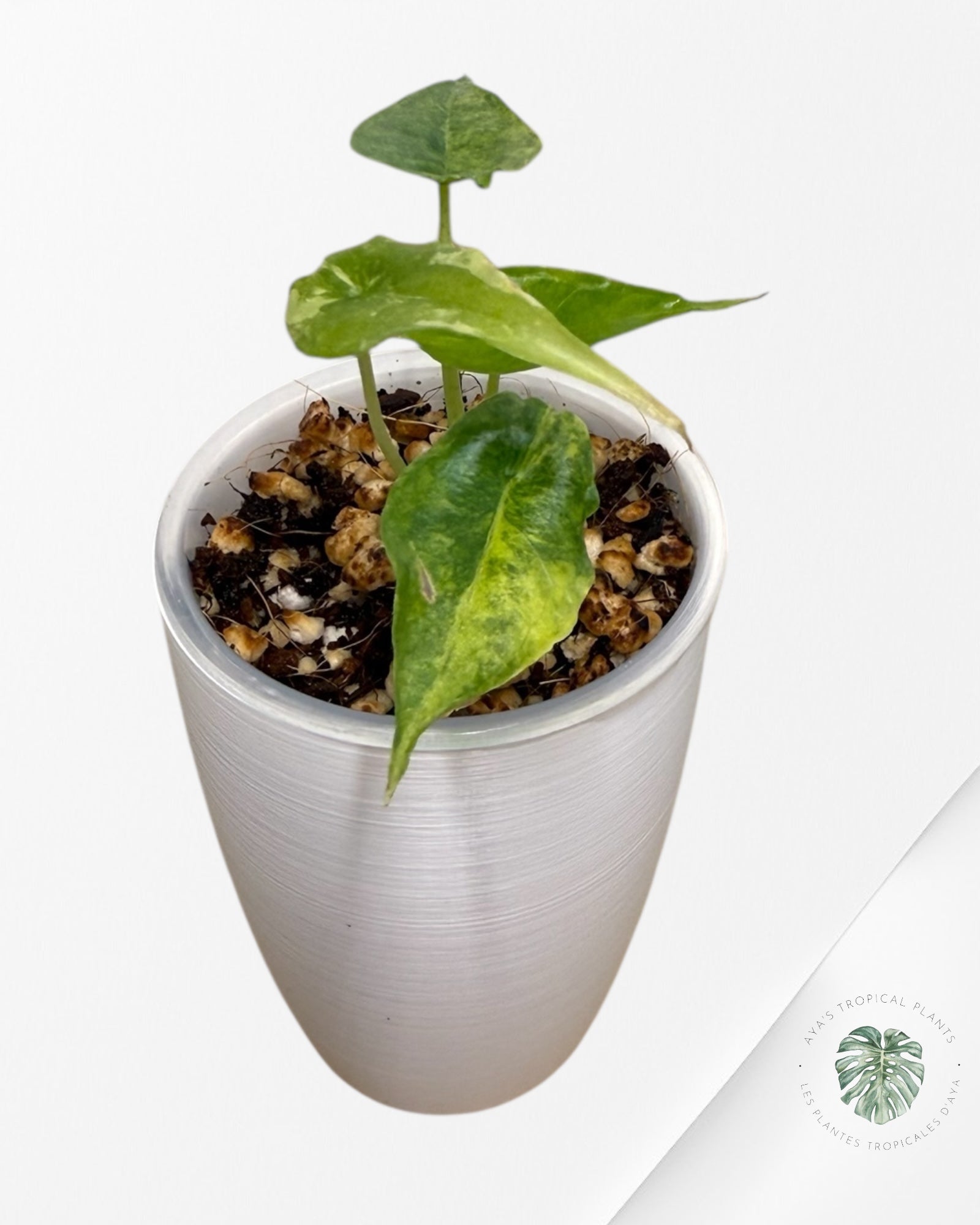 Alocasia heterophylla "Dragons Breath" Aurea variegated | Rare TC Plant| Aya's Tropical Plants