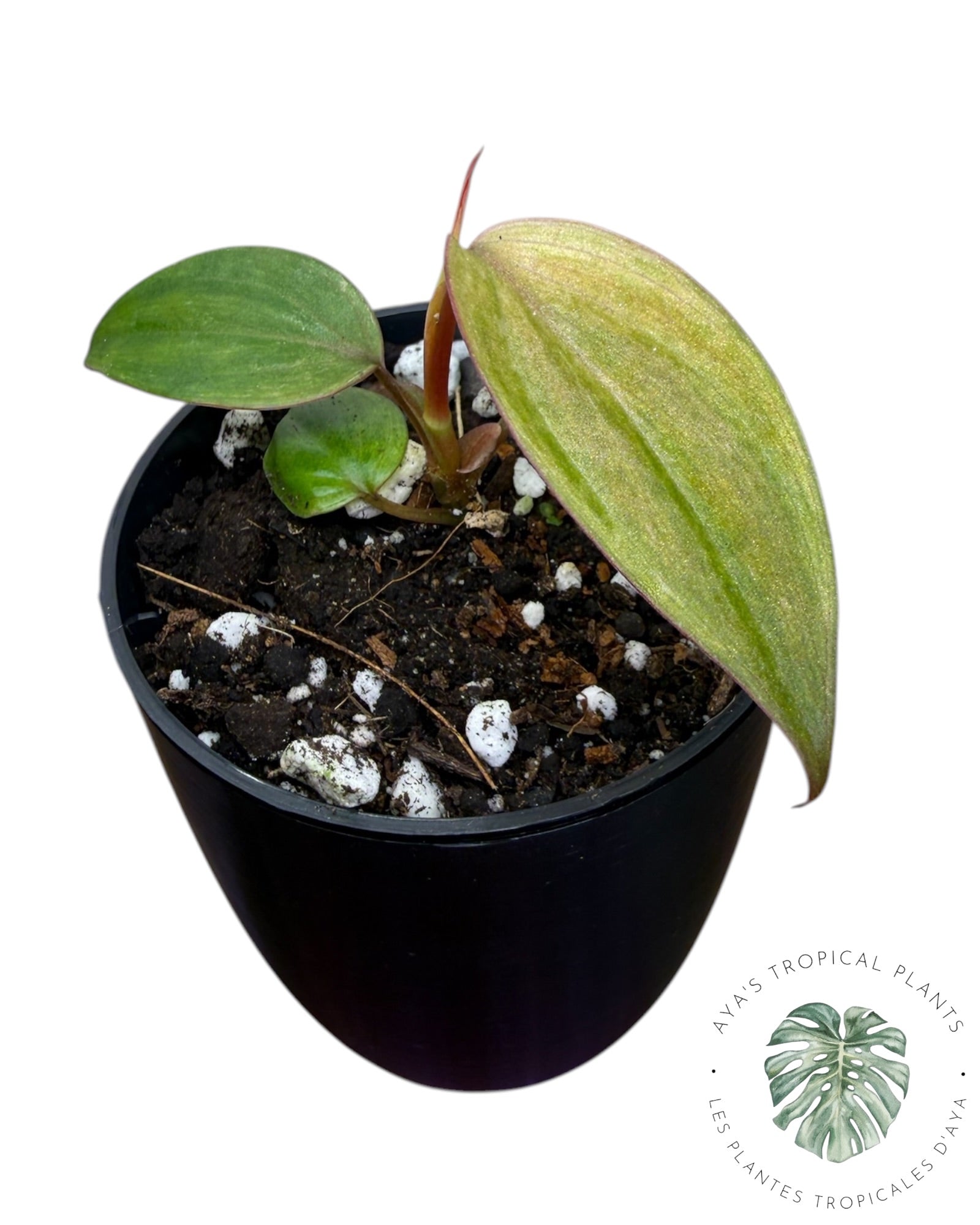 Philodendron Pink Micans Menthe