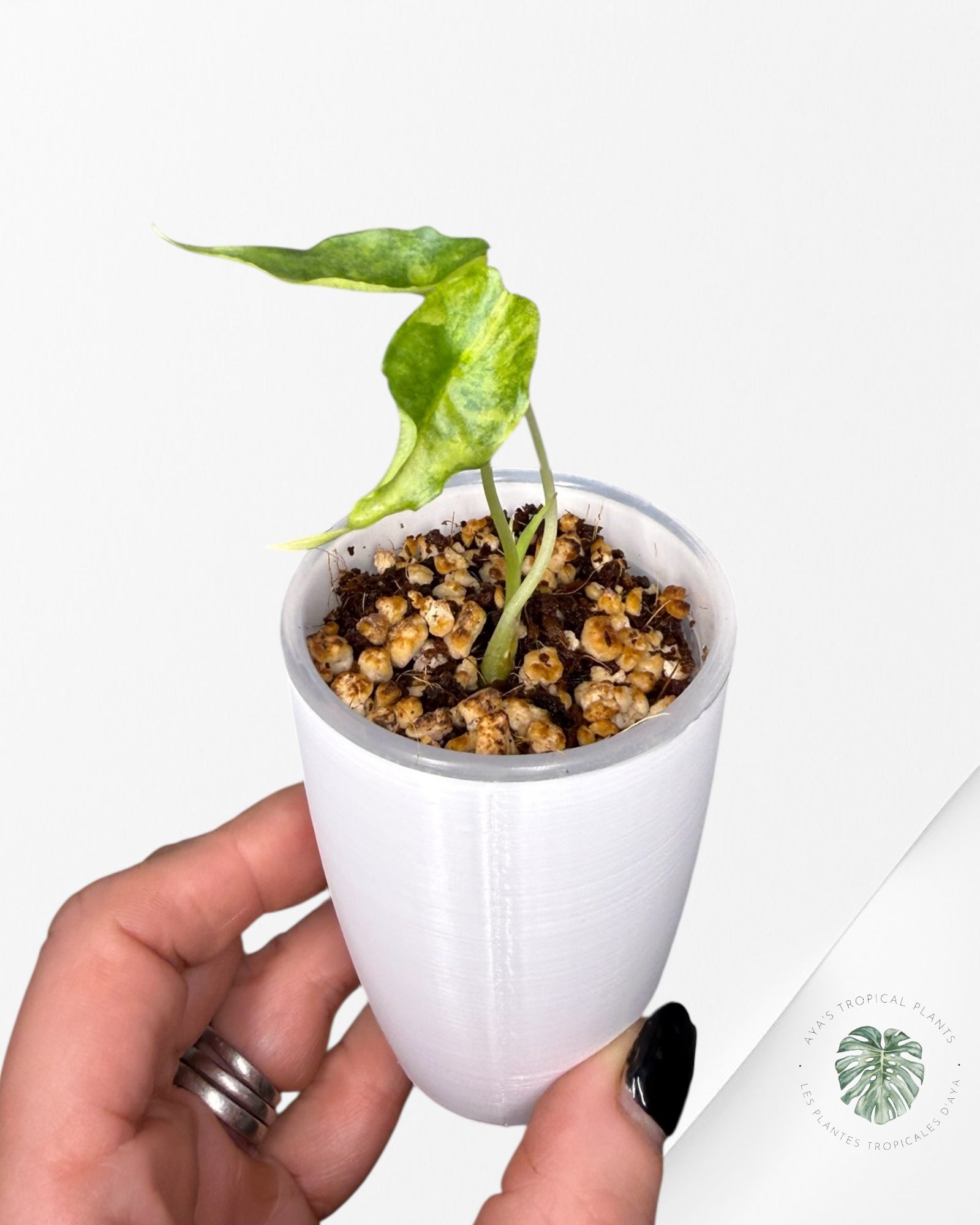 Alocasia heterophylla "Dragons Breath" Aurea variegated | Rare TC Plant| Aya's Tropical Plants