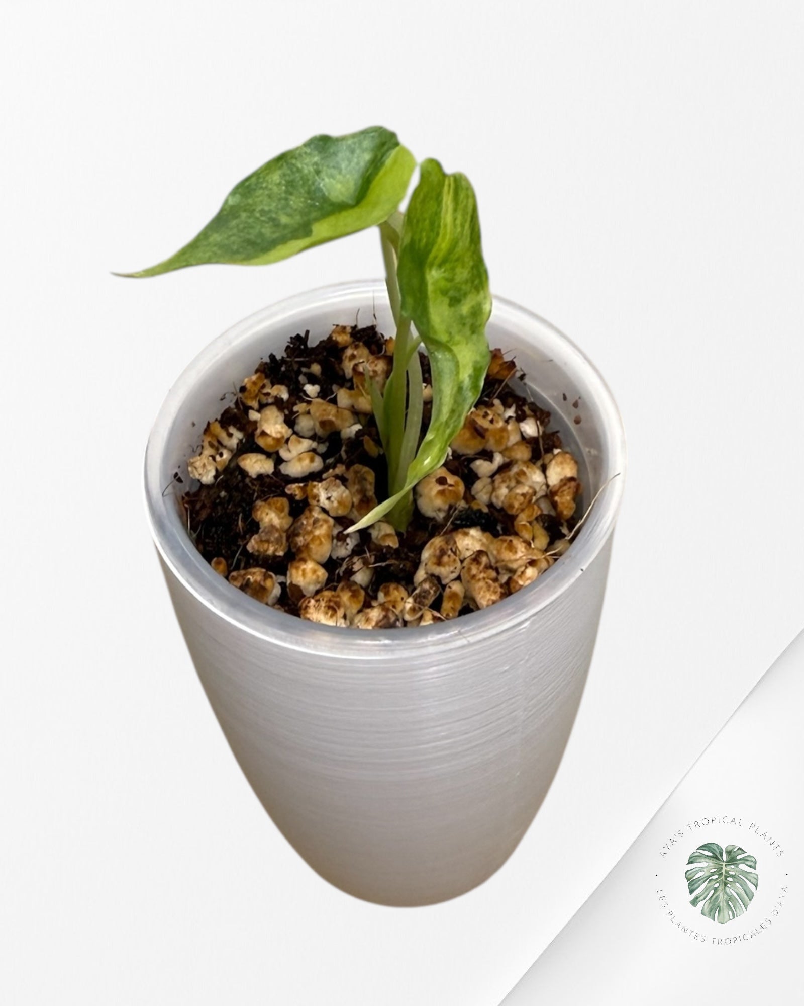 Alocasia heterophylla "Dragons Breath" Aurea variegated | Rare TC Plant| Aya's Tropical Plants