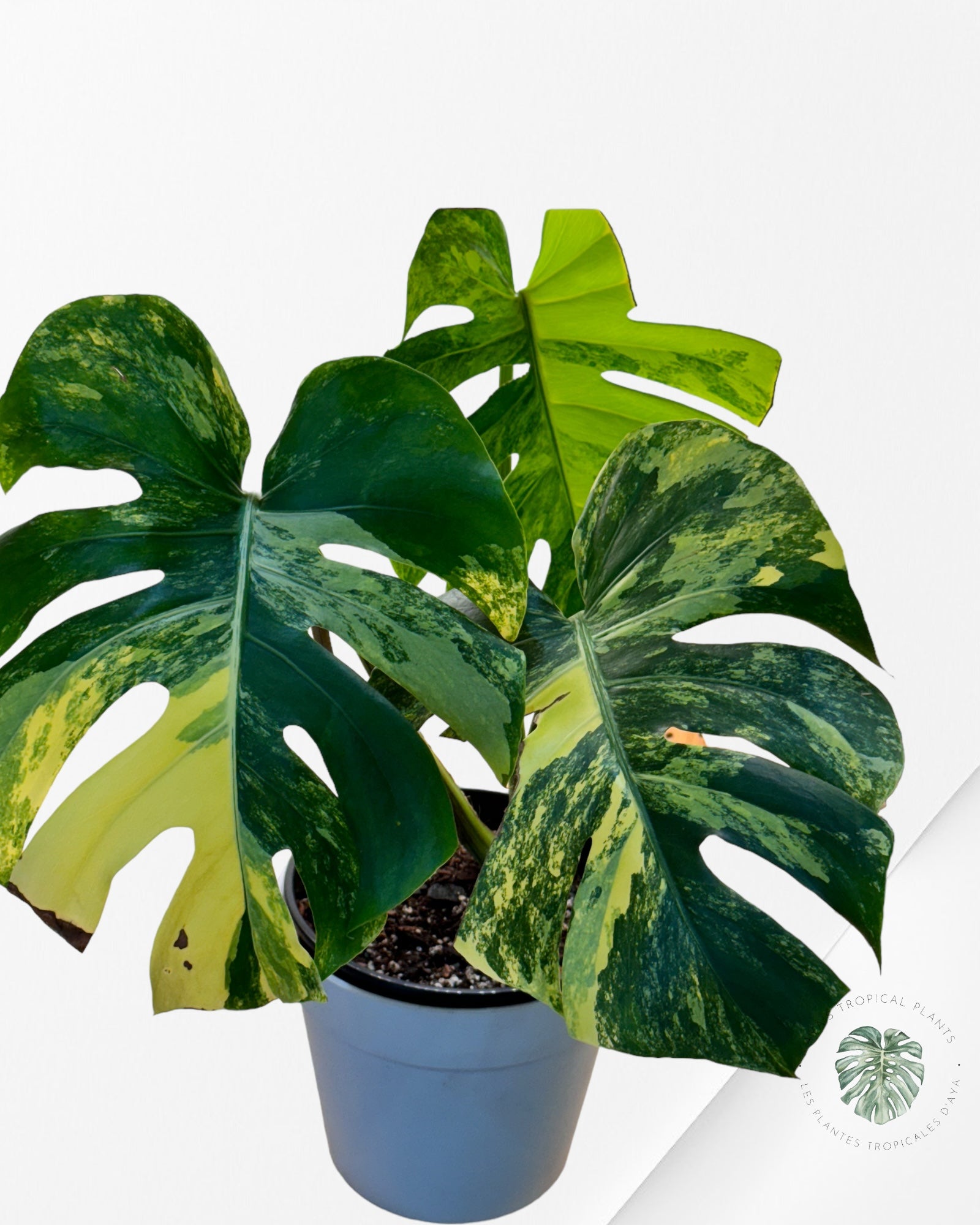 Monstera Deliciosa Yellow Marilyn - 24016