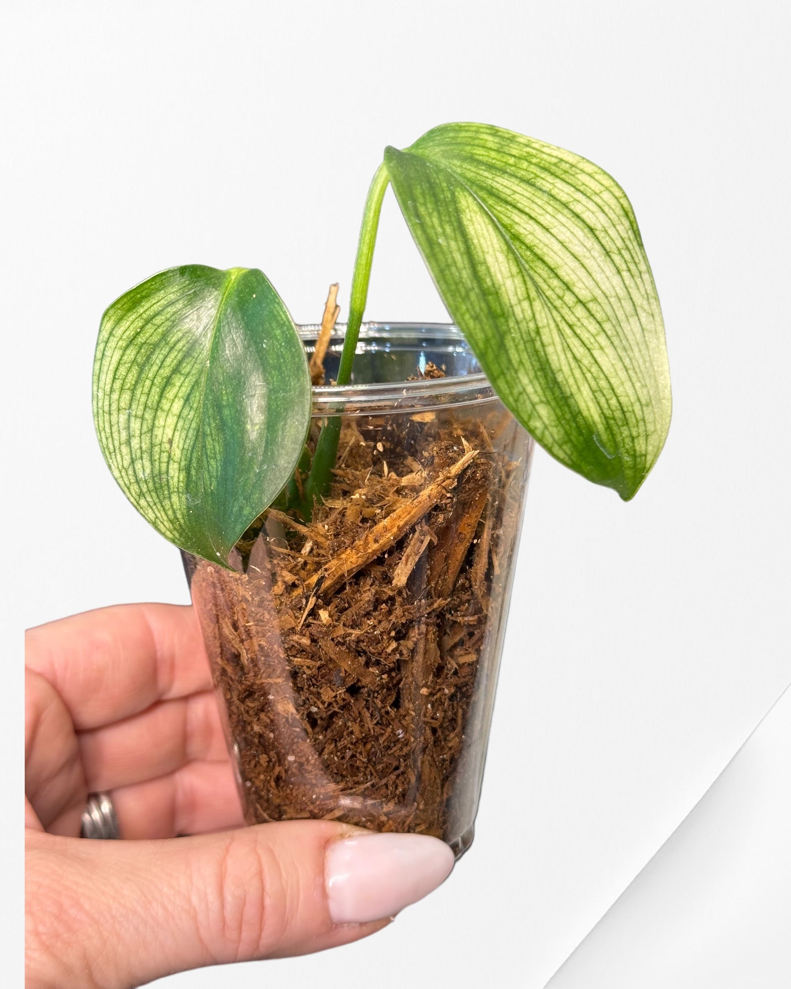 Philodendron Micans Variagated-25
