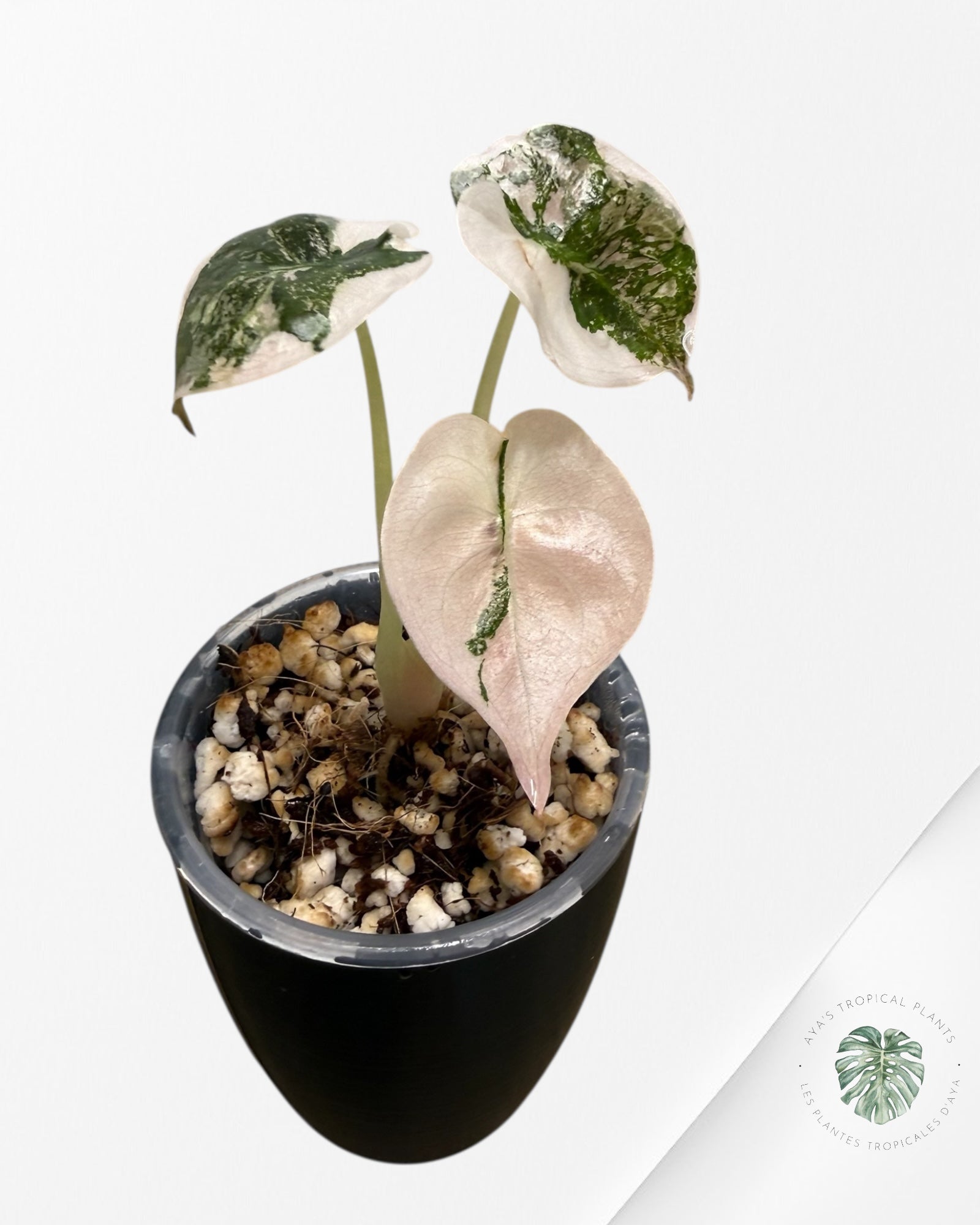 Alocasia Cuprea Albo Pink Variegated| Rare TC Plant | Aya's Tropical Plants