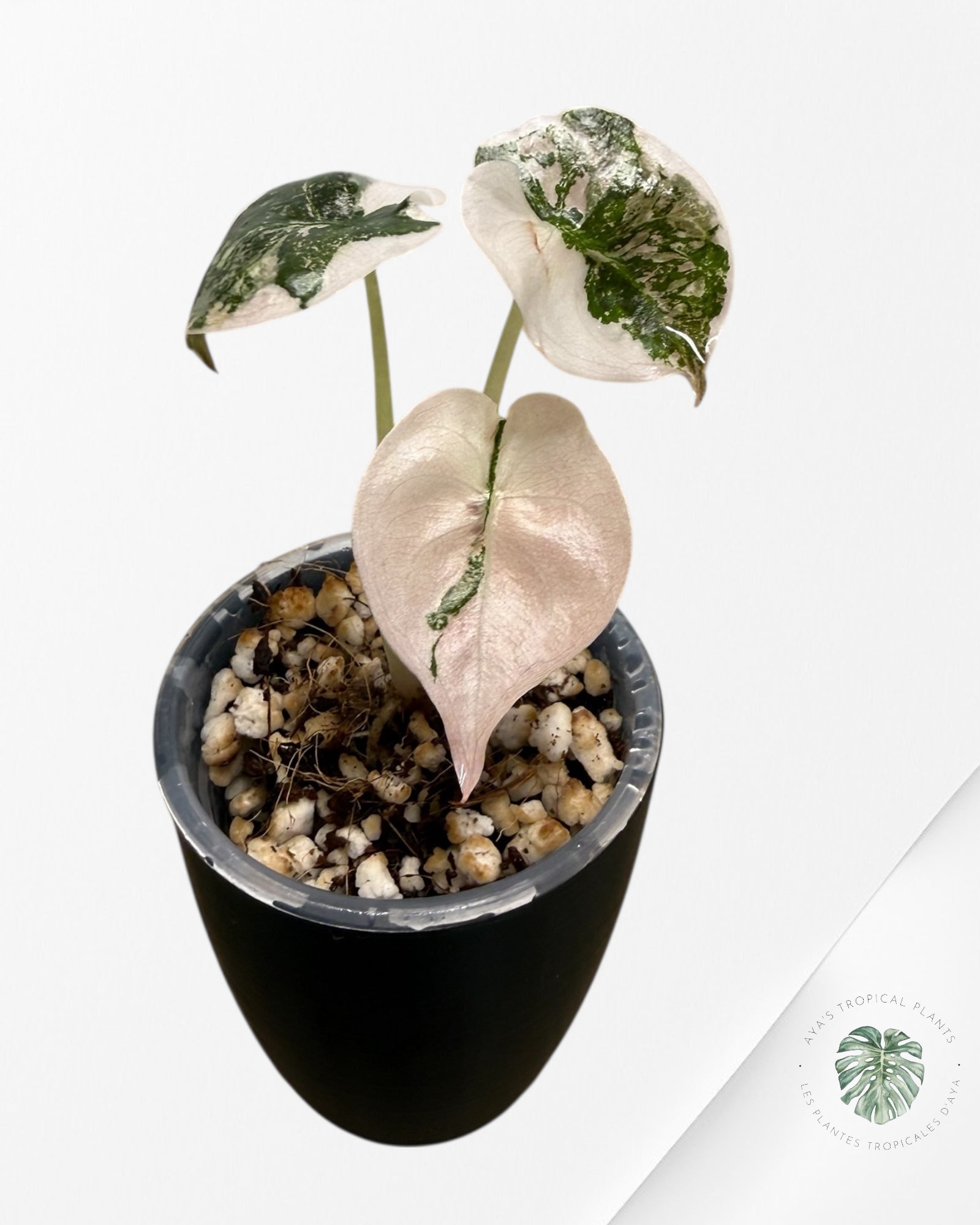 Alocasia Cuprea Albo Pink Variegated