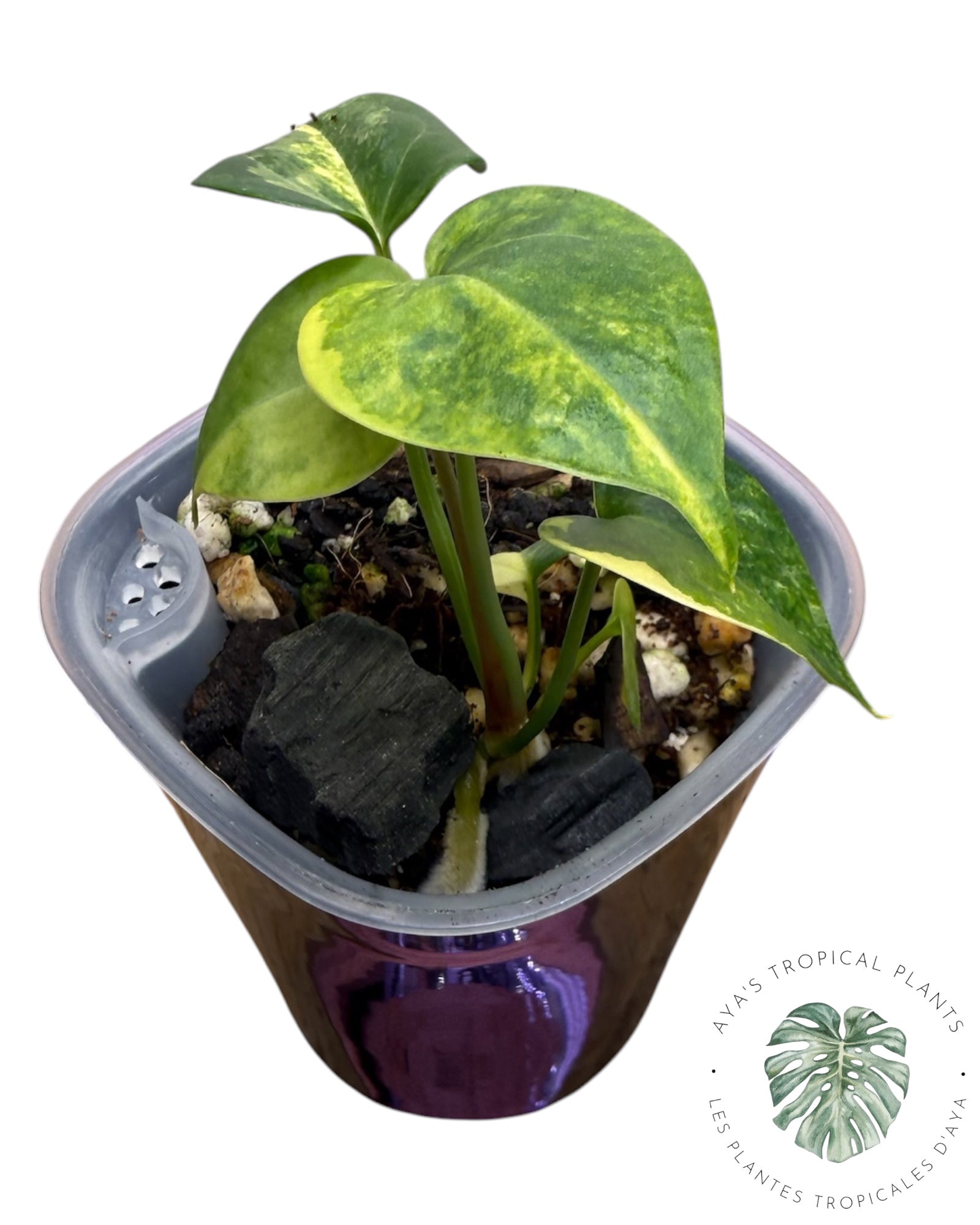 Anthurium Clarinervium Aurea Panaché