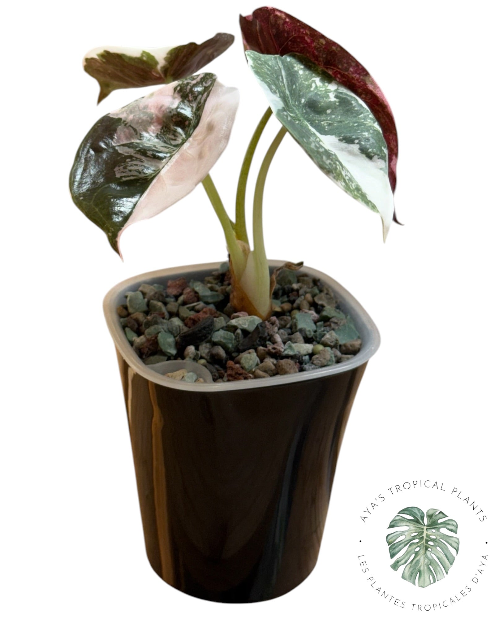 Alocasia Cuprea Pink Albo panaché