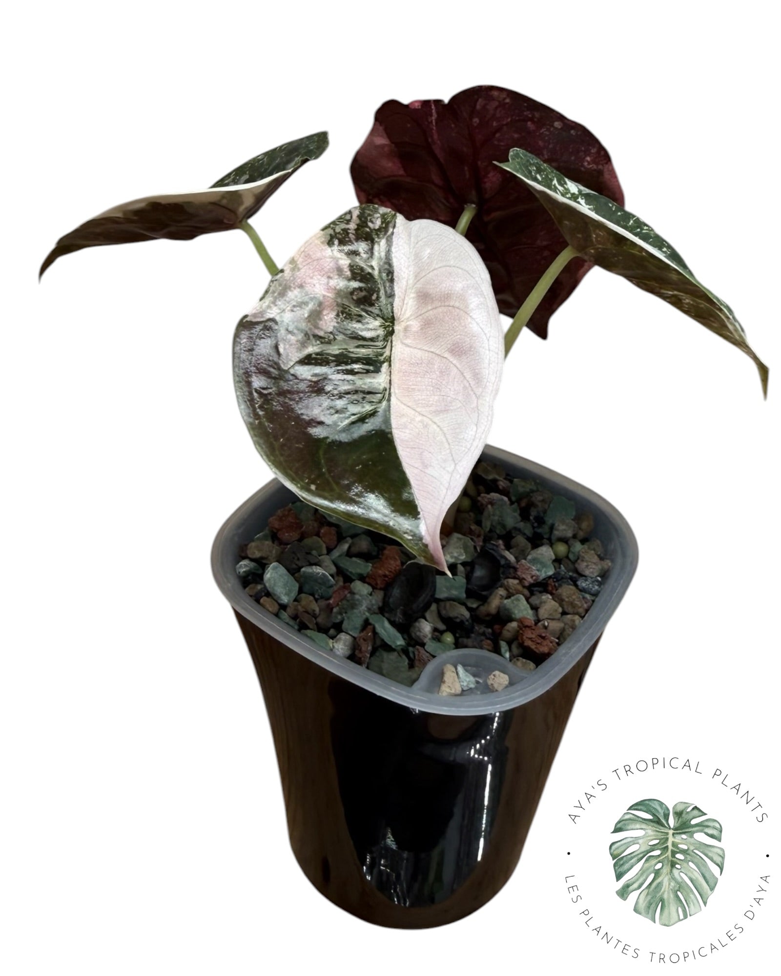 Alocasia Cuprea Pink Albo panaché