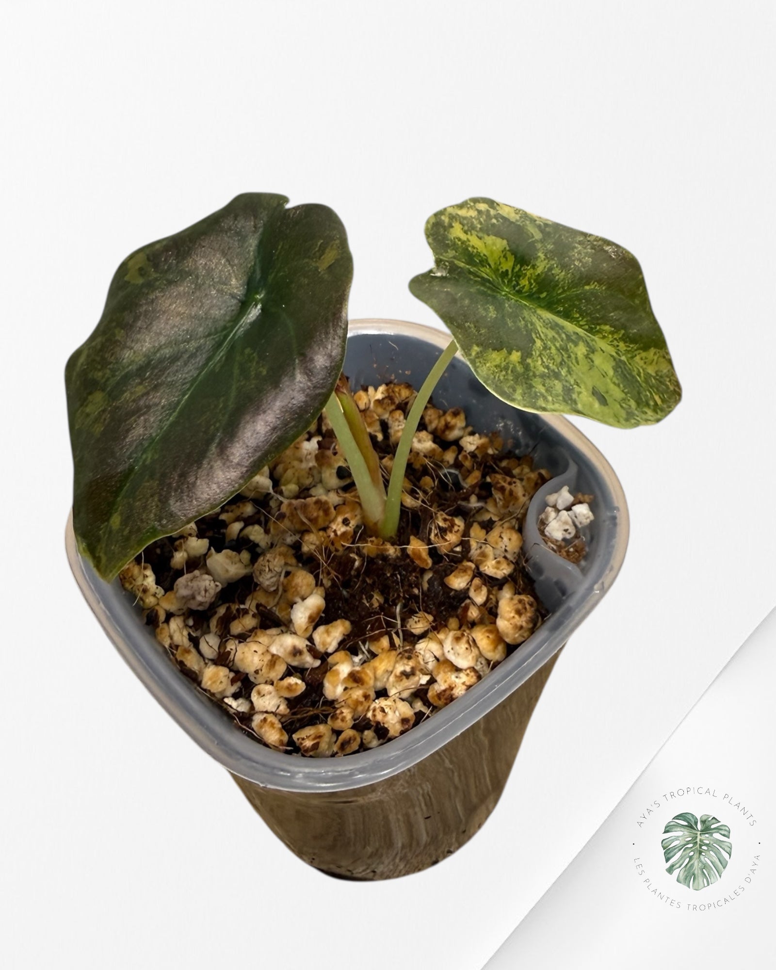 Alocasia Cuprea Golden Latte variegated | Rare TC Plant| Aya's Tropical Plants