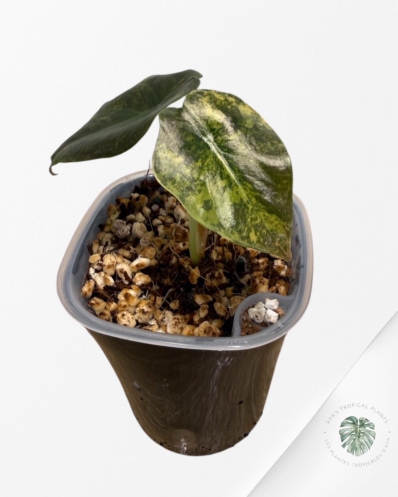 Alocasia Cuprea Golden Latte variegated | Rare TC Plant| Aya's Tropical Plants