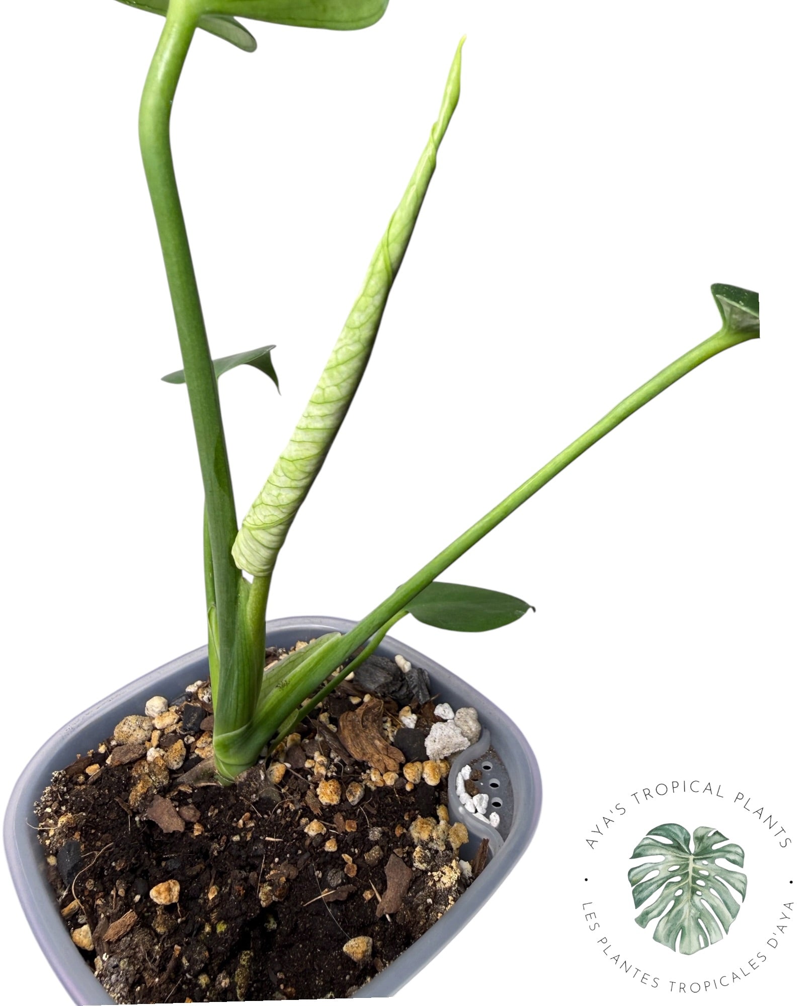 Monstera Deliciosa 'Devil Monster'