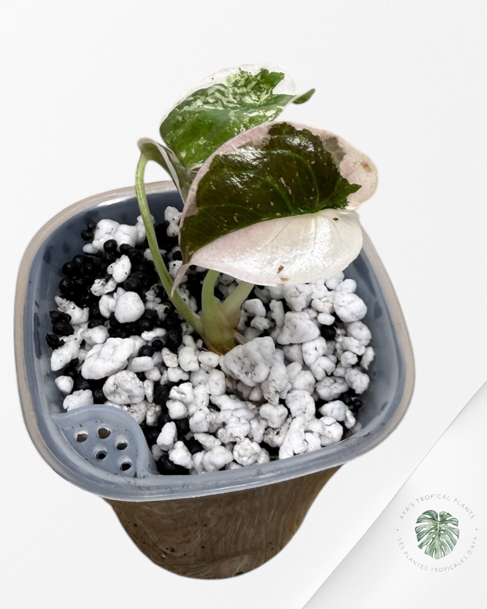 Alocasia Cuprea Albo rose panaché | Plante rare cultivée en culture tropicale | Plantes tropicales d'Aya