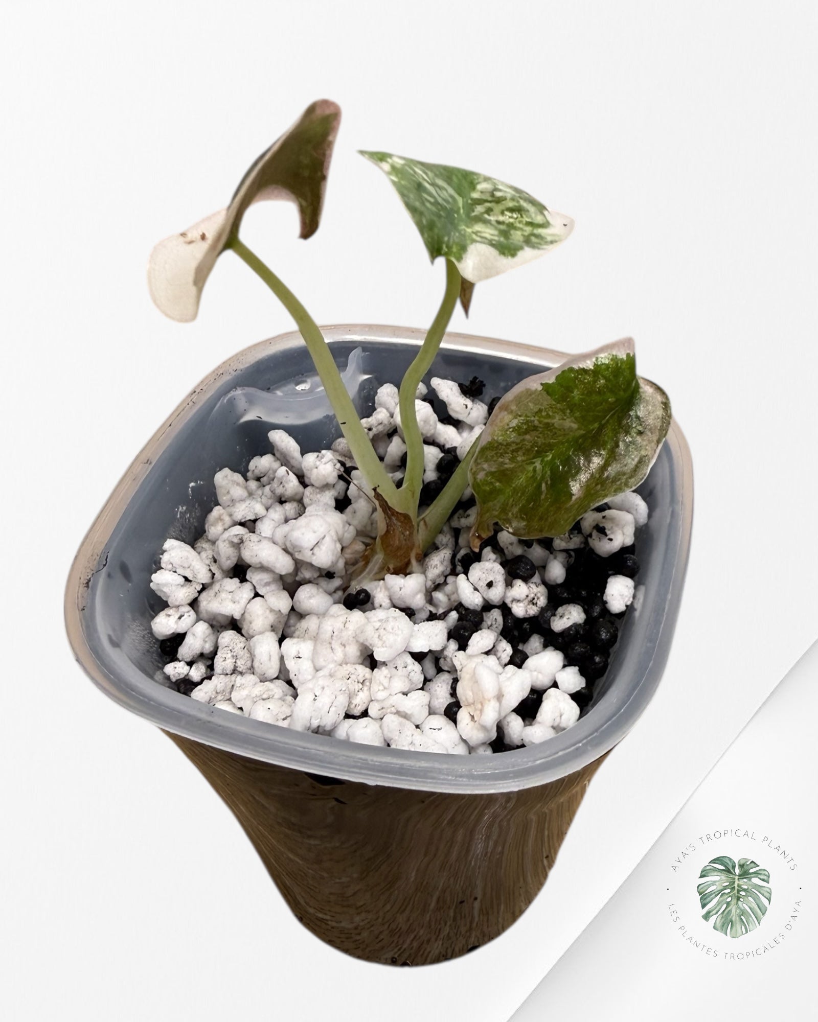 Alocasia Cuprea Albo rose panaché | Plante rare cultivée en culture tropicale | Plantes tropicales d'Aya