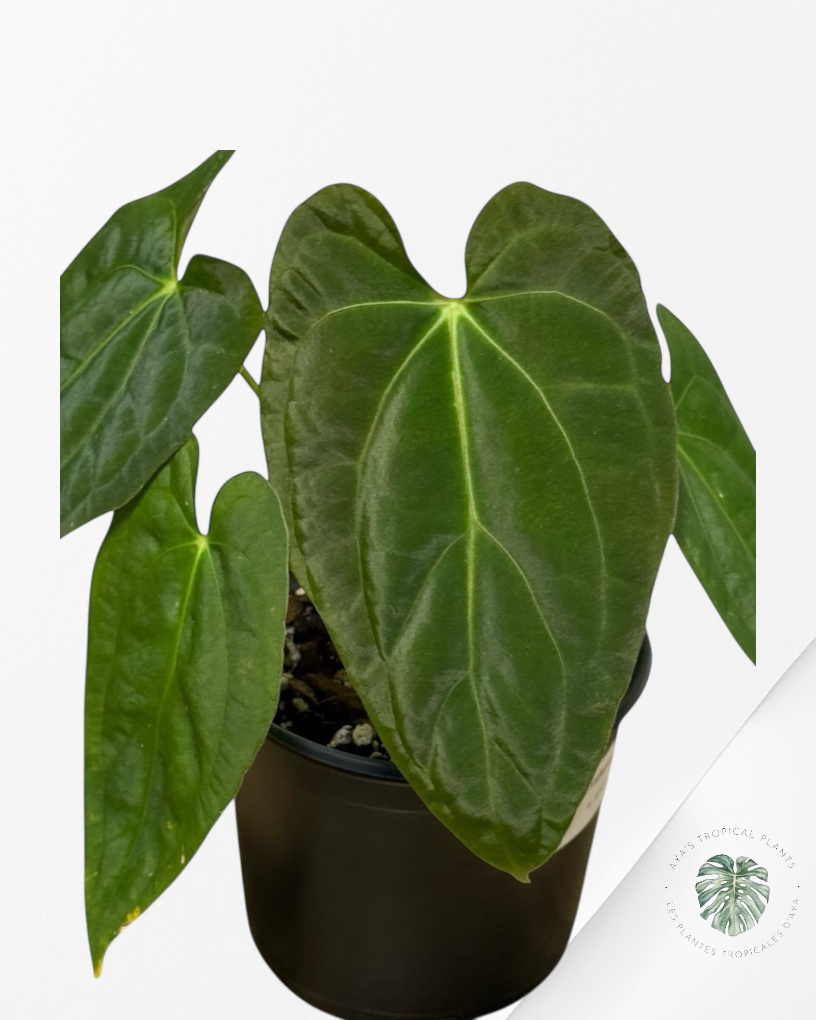 Anthurium 'Ace of Spades' x papillilaminum Fort Sherman'  - AF3