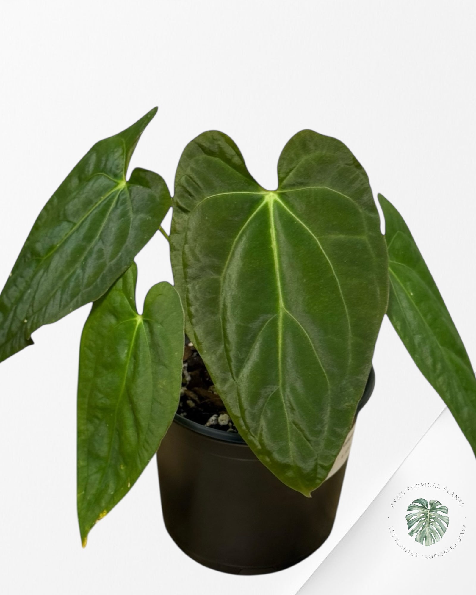 Anthurium 'Ace of Spades' x papillilaminum Fort Sherman'  - AF3
