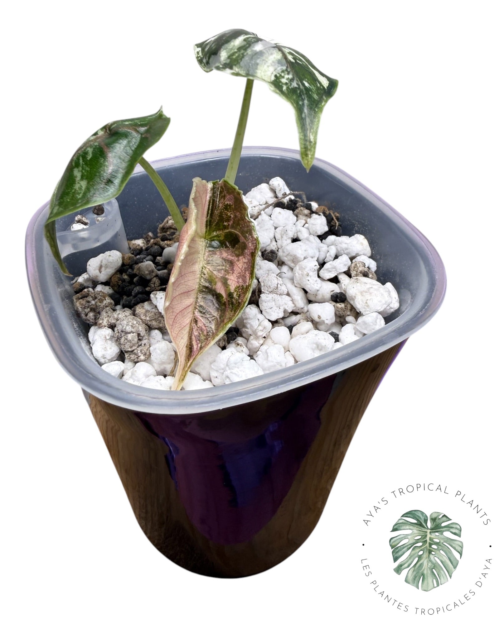 Alocasia Azlanii Pink