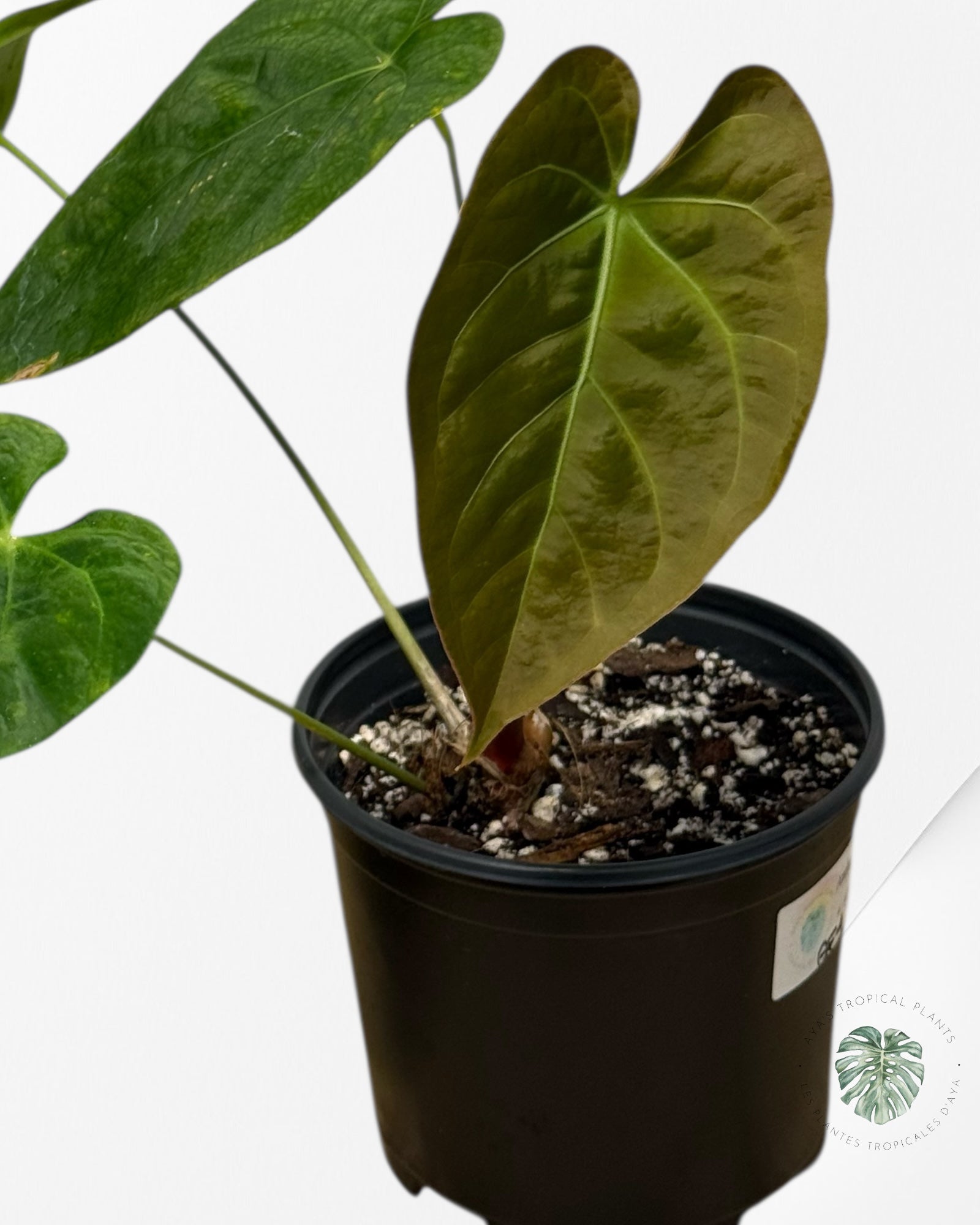 Anthurium 'Ace of Spades' x papillilaminum Fort Sherman' - AF4