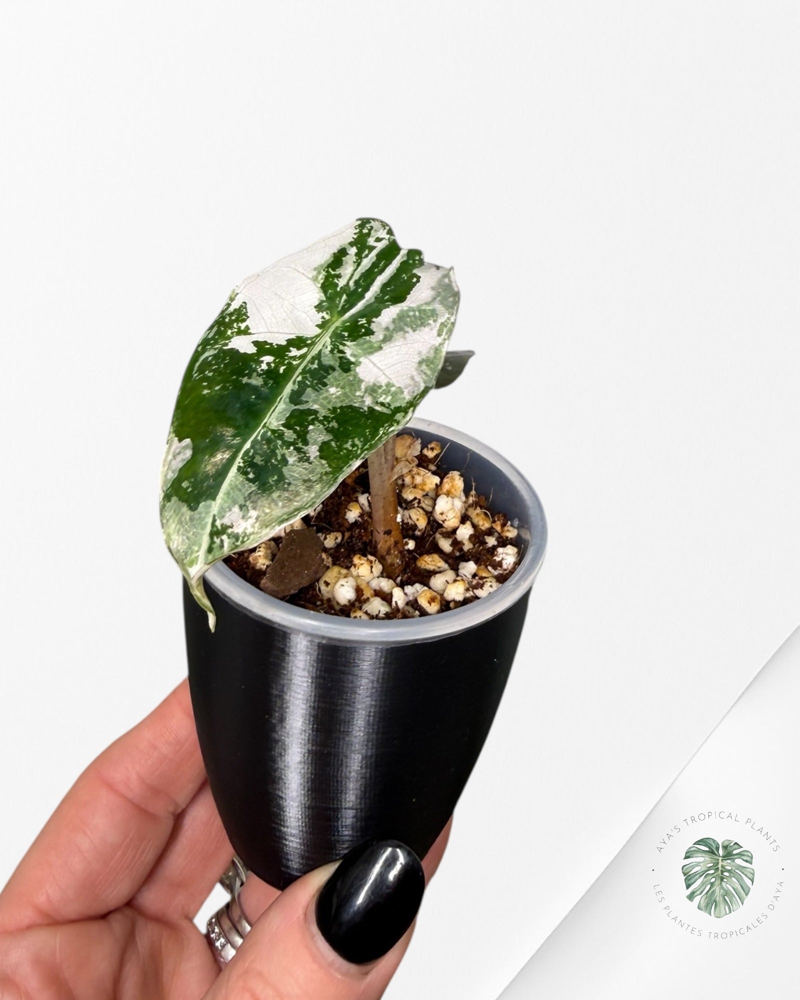 Alocasia Polly Pink Variegated| Rare TC Plant| Aya's Tropical Plants