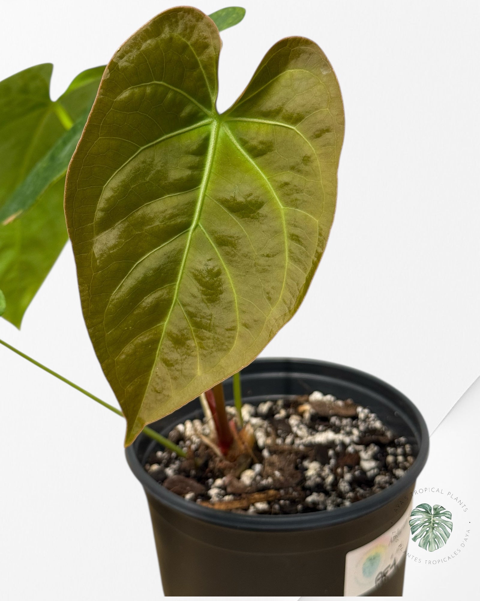 Anthurium 'Ace of Spades' x papillilaminum Fort Sherman'  - AF4
