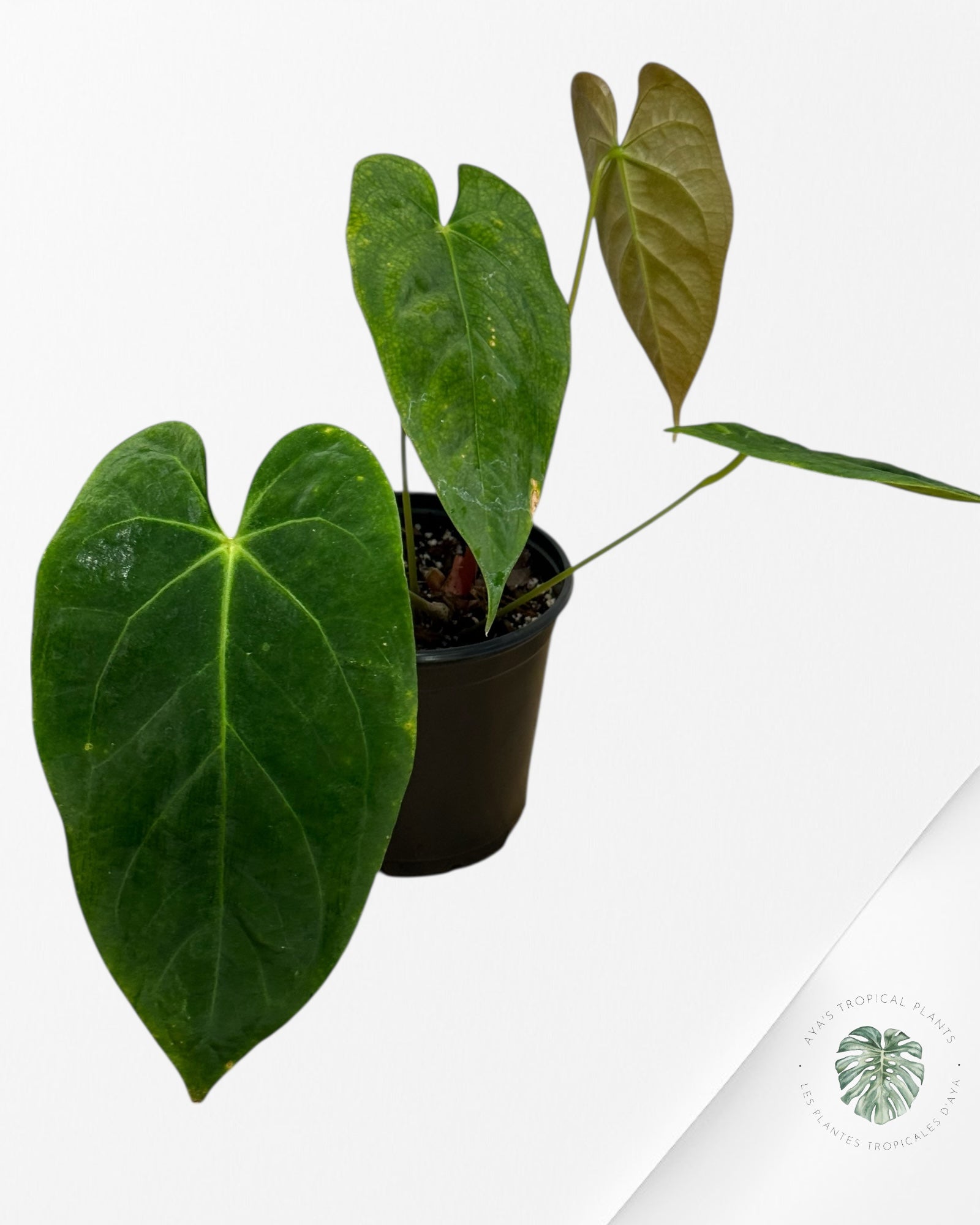 Anthurium 'Ace of Spades' x papillilaminum Fort Sherman'  - AF4