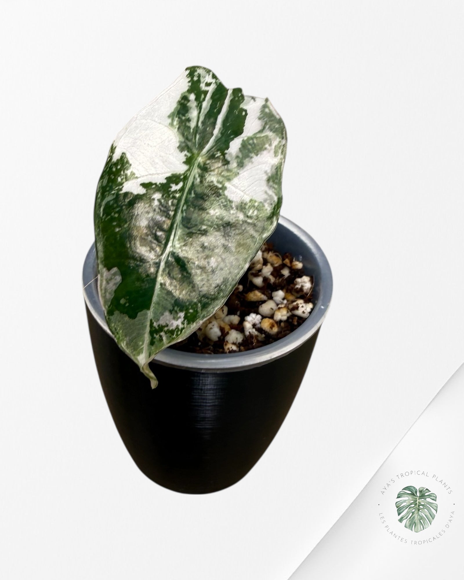 Alocasia Polly Pink Variegated| Rare TC Plant| Aya's Tropical Plants