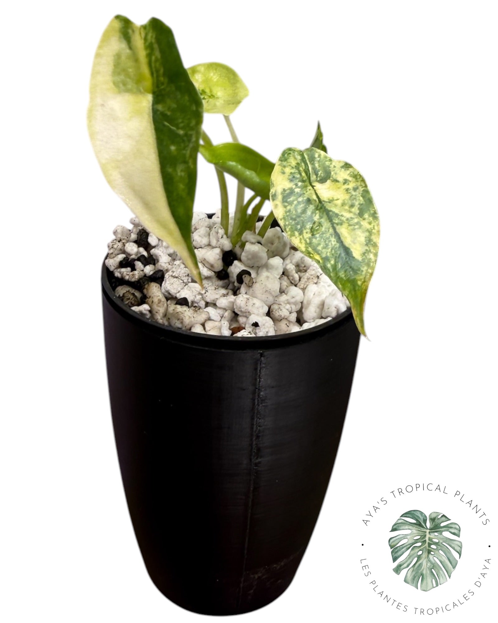 Alocasia Heterophylla "Souffle de Dragon" Aurea Panaché